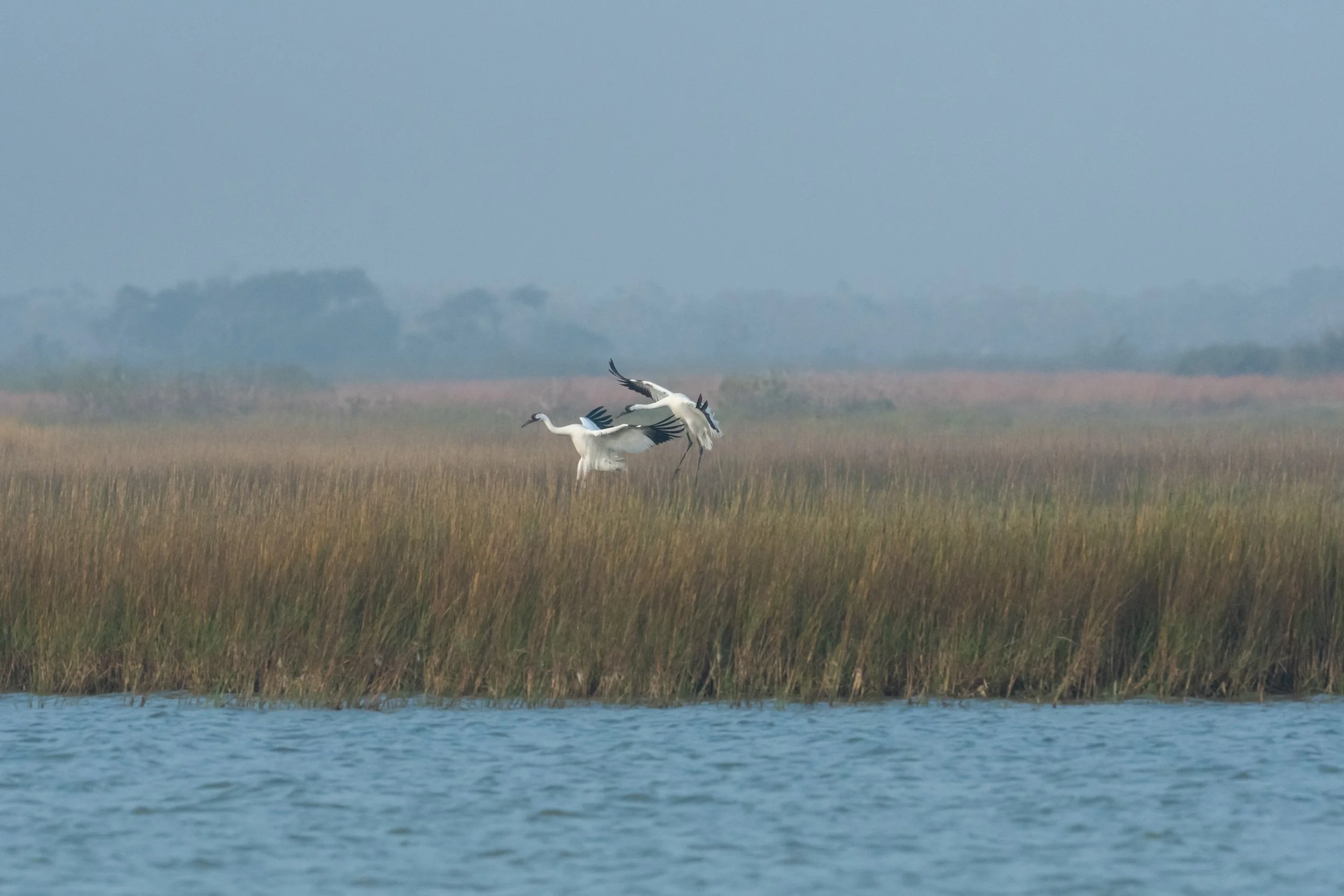 Whooping Crane, Aransas National Wildlife Refuge, Aransas County, Texas