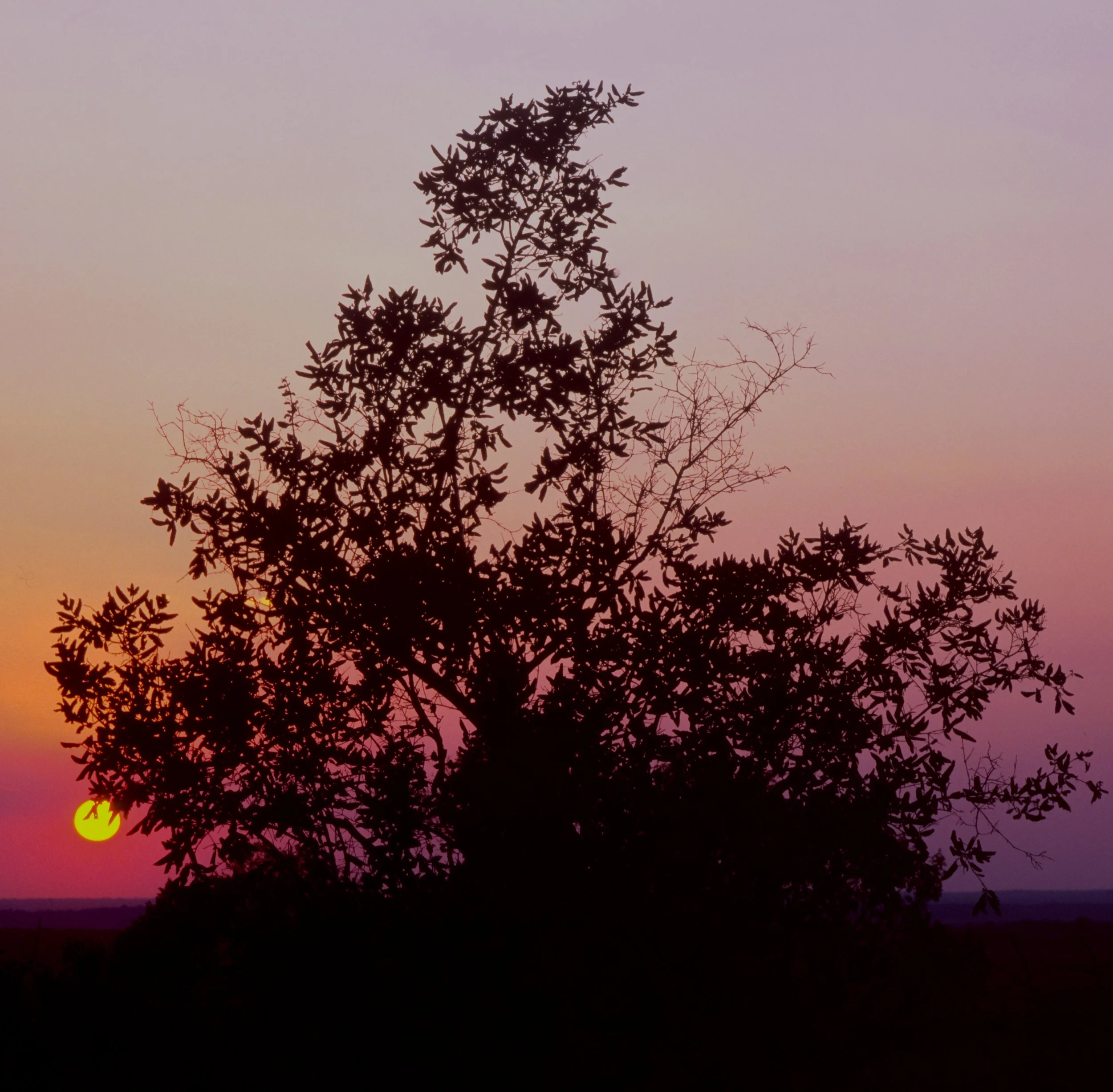 Tree silhouette against a colorful sunset sky at Pilanesberg National Park, North-West, South Africa — 120 film (6x6) photograph