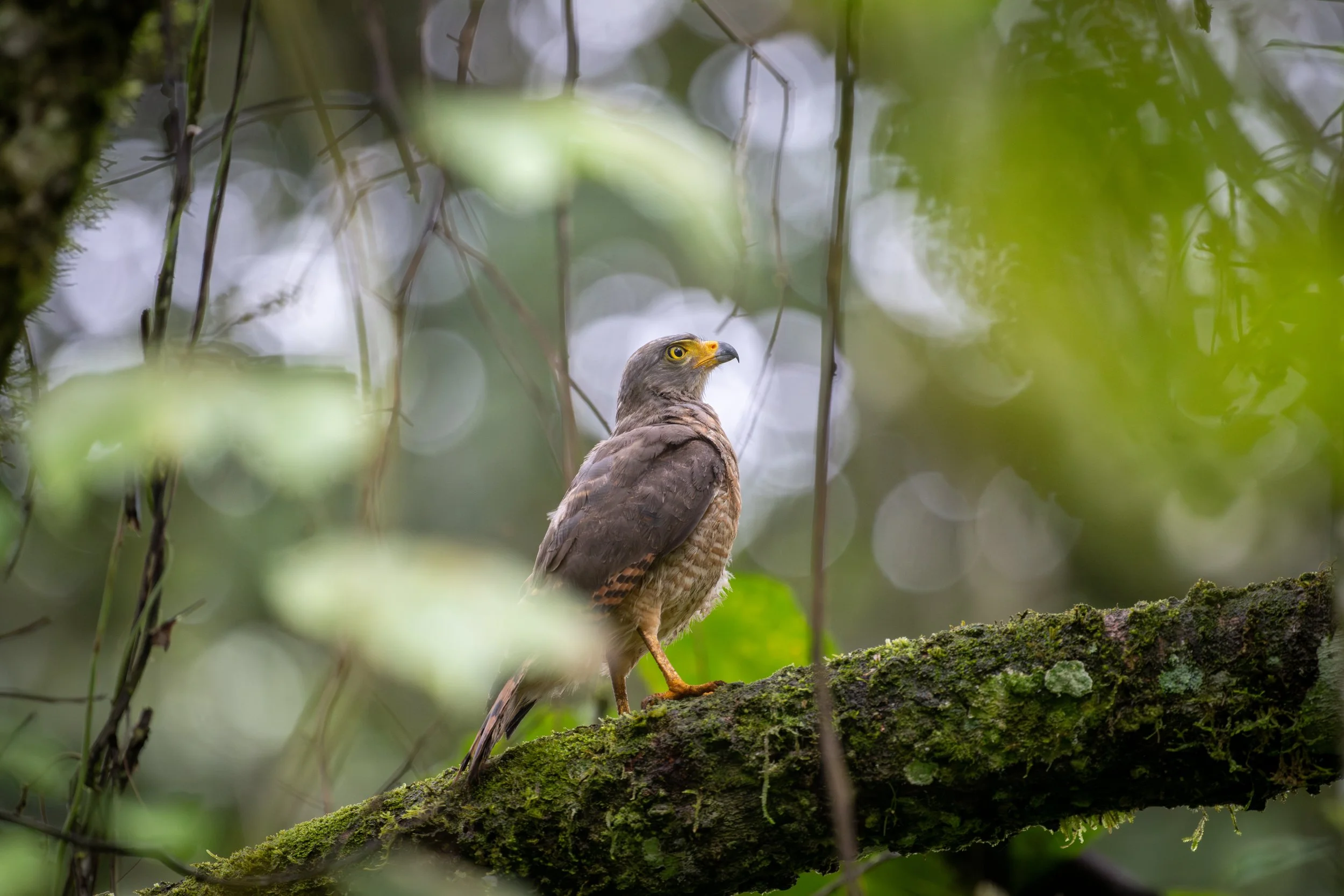 Roadside Hawk (Rupornis magnirostris) - Montana del Tigre, Puntarenas, Costa Rica - Digital