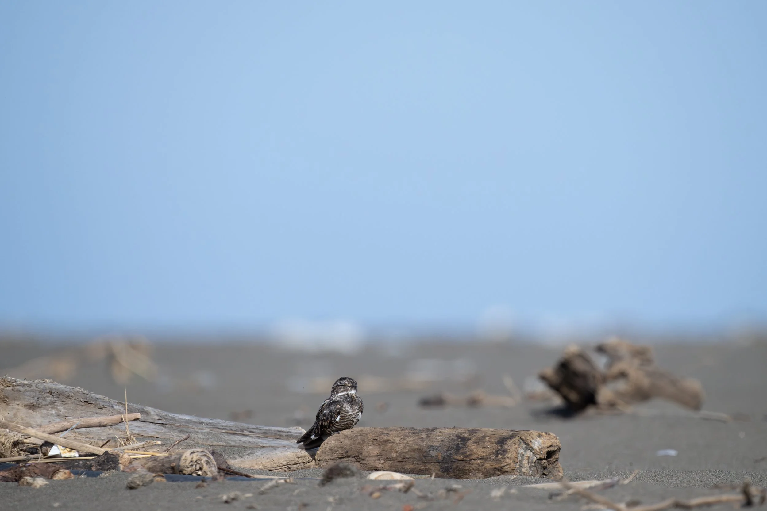 Lesser Nigthawk (Chordeiles acutipennis) - Tarcoles, Puntarenas, Costa Rica - Digital