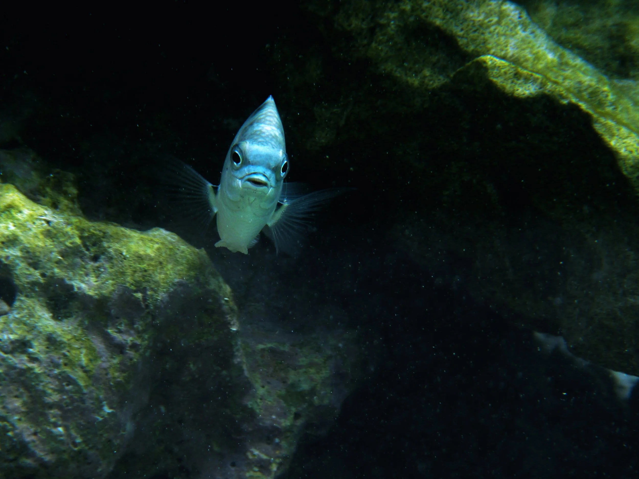 Banded Seargent, A fish swimming near rocks underwater