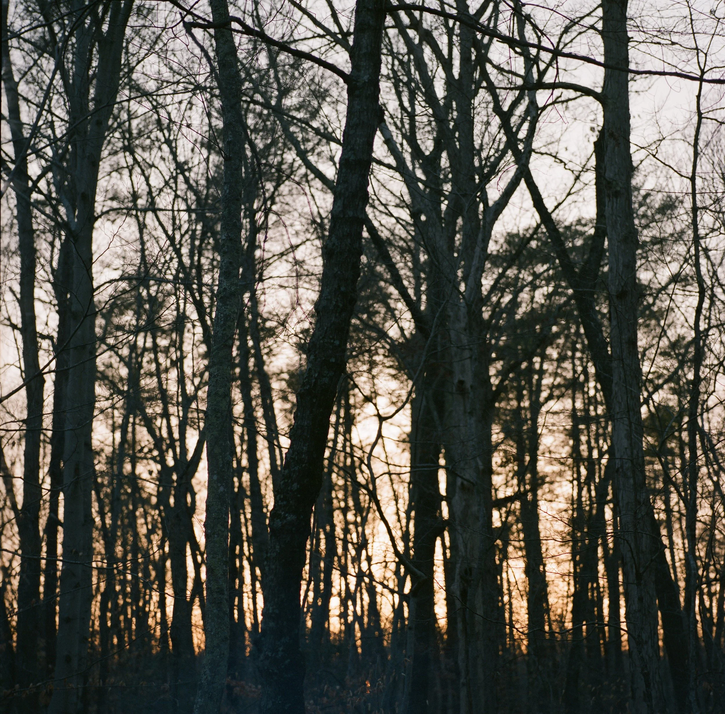 Prince William Forest, Quantico, Virginia — 120 Film (6x6)