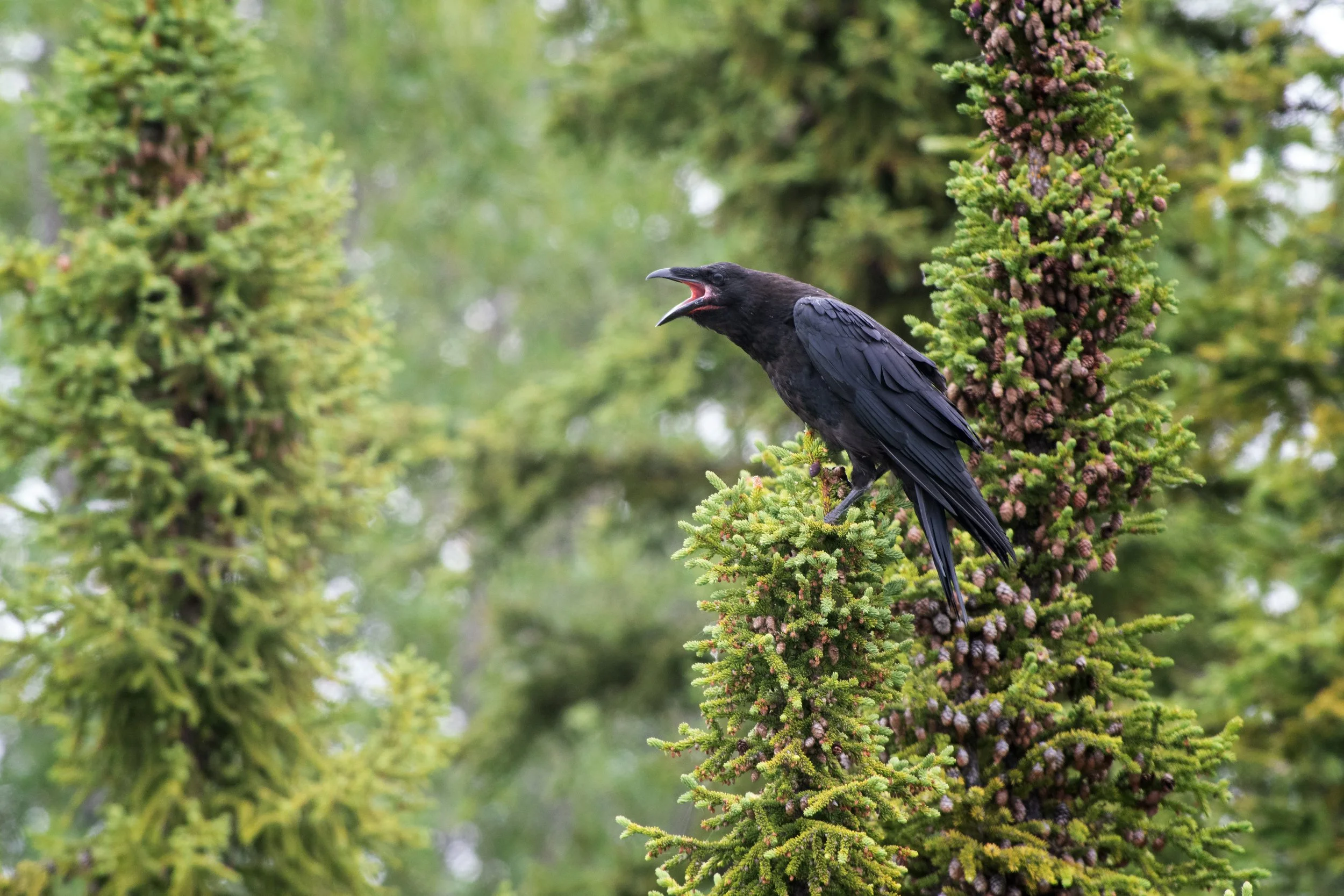 Common Raven, Robe Lake, Valdez-Cordova Borough, Alaska