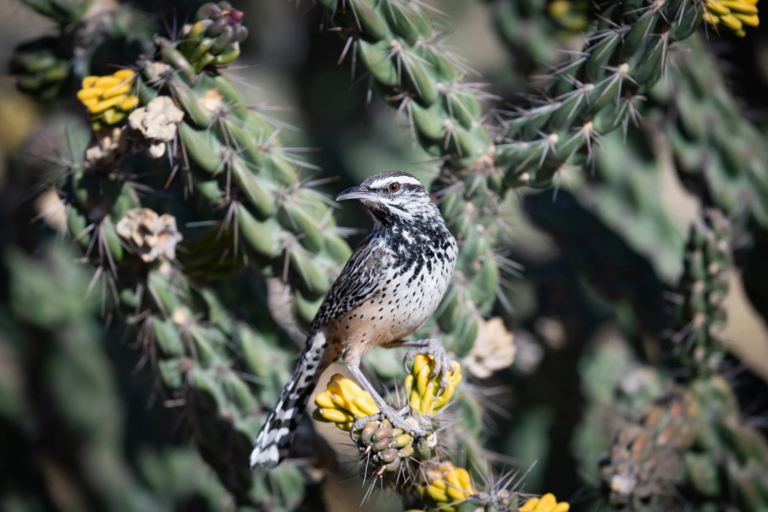 Cactus Wren, Big Bend National Park, Brewster County, Texas