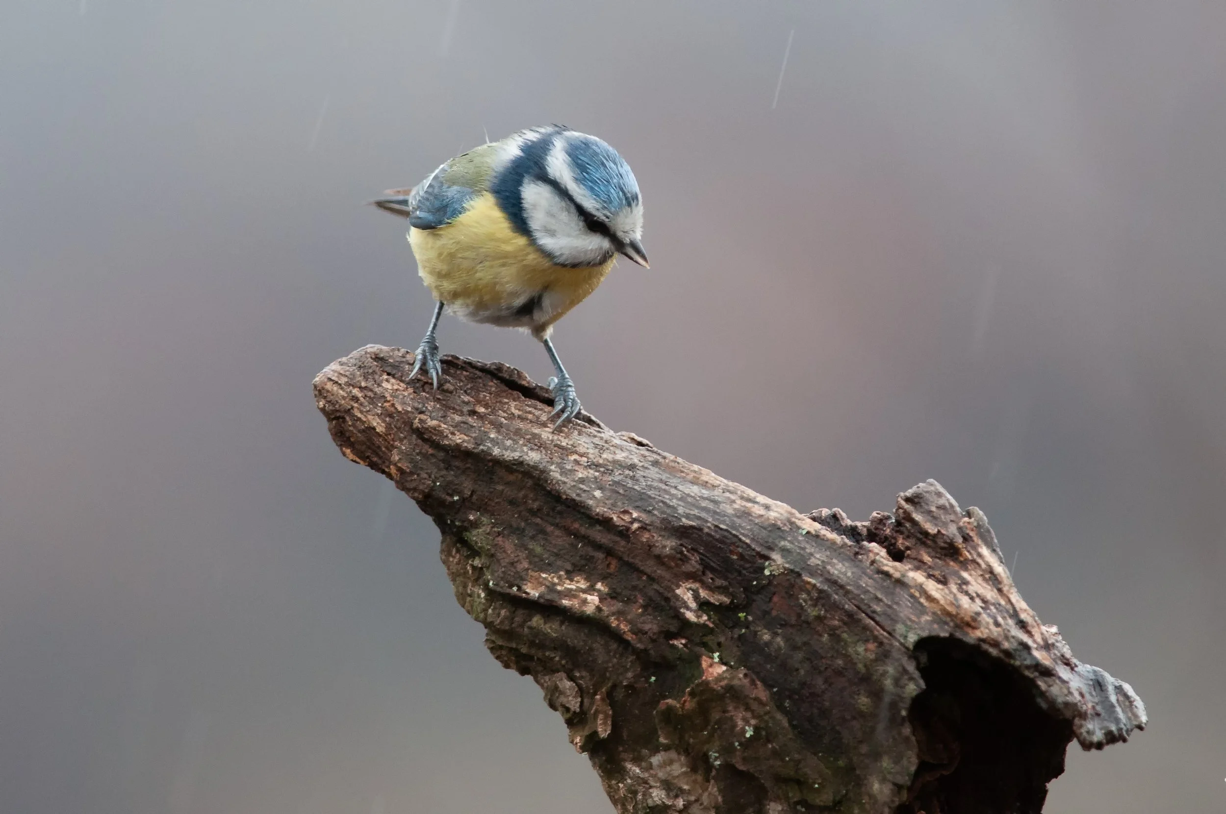 Eurasian Blue Tit, Golyamo Dryanovo, Stara Zagora, Bulgaria