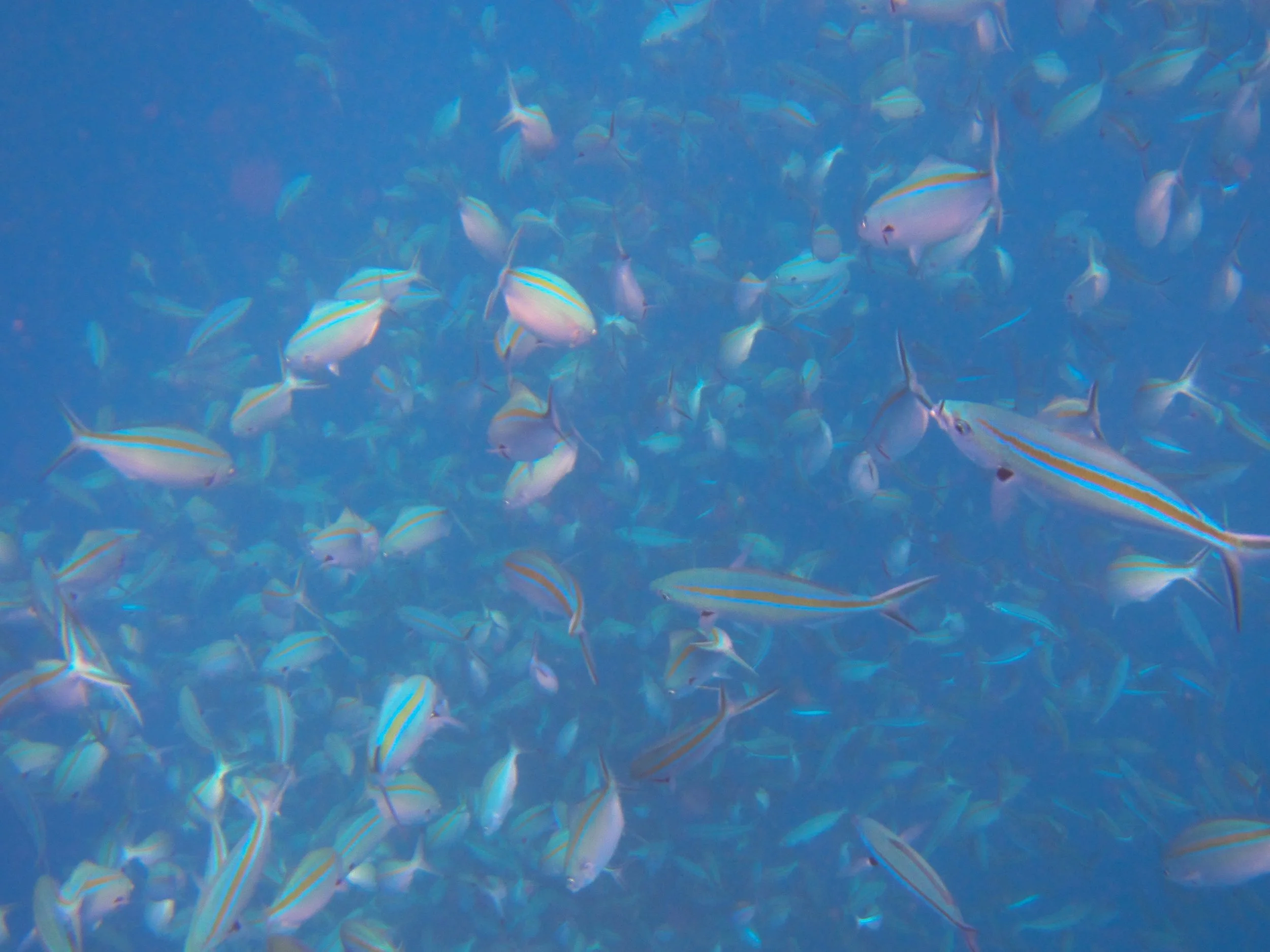 Scissor-tailed Fusilier, School of tropical fish underwater — wildlife photograph by Charles A. Thomas, Scissor-tailed Fusilier