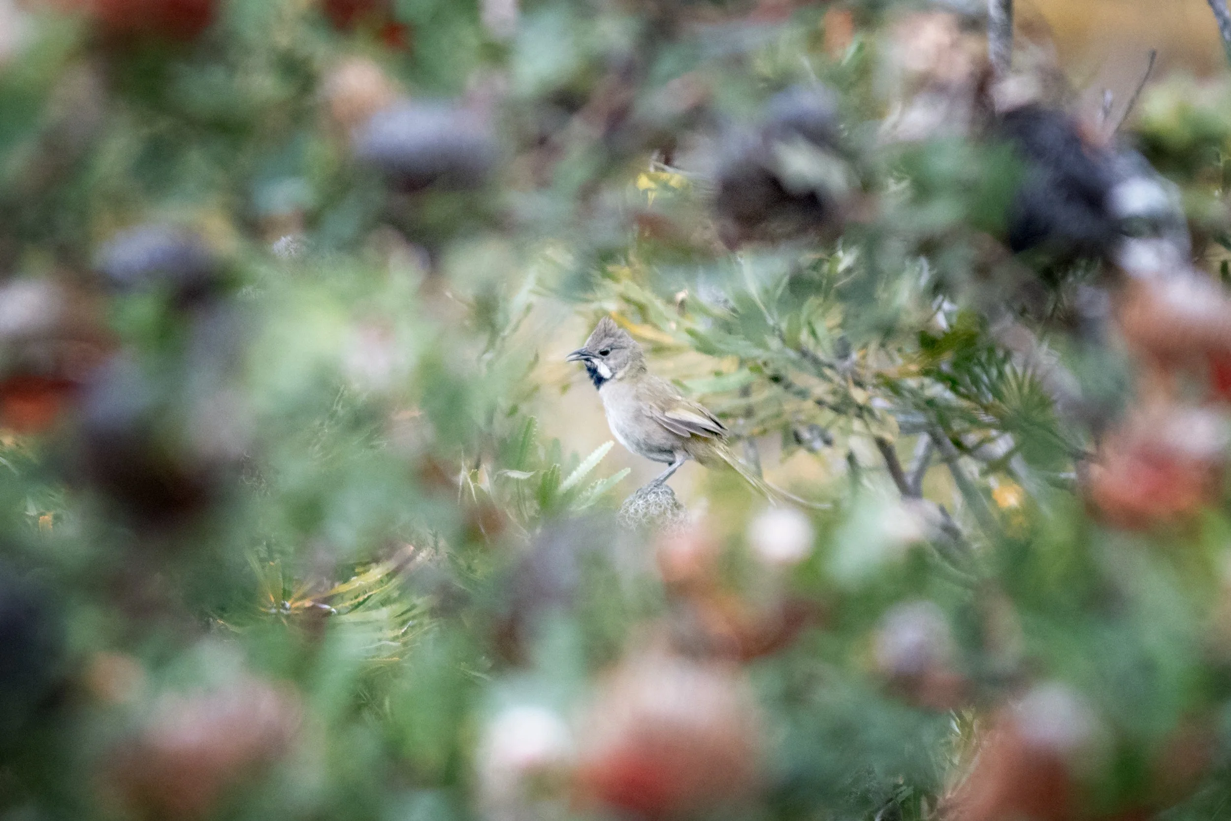 Western Whipbird, Arpenteur Nature Reserve, Albany, Western Australia, Australia