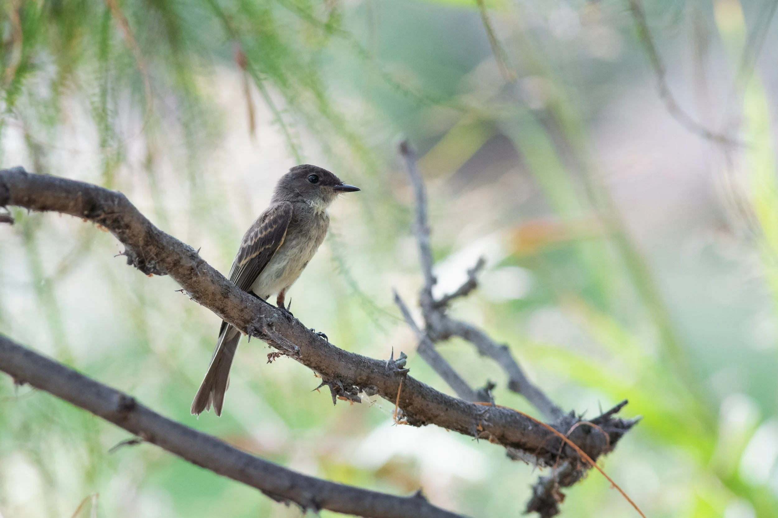 Eastern Phoebe, Hornsby Bend, Austin, Travis County, Texas