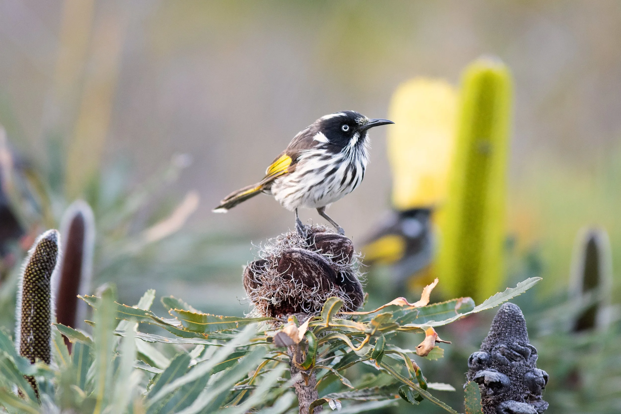 New Holland Honeyeater, Arpenteur Nature Reserve, Albany, Western Australia, Australia