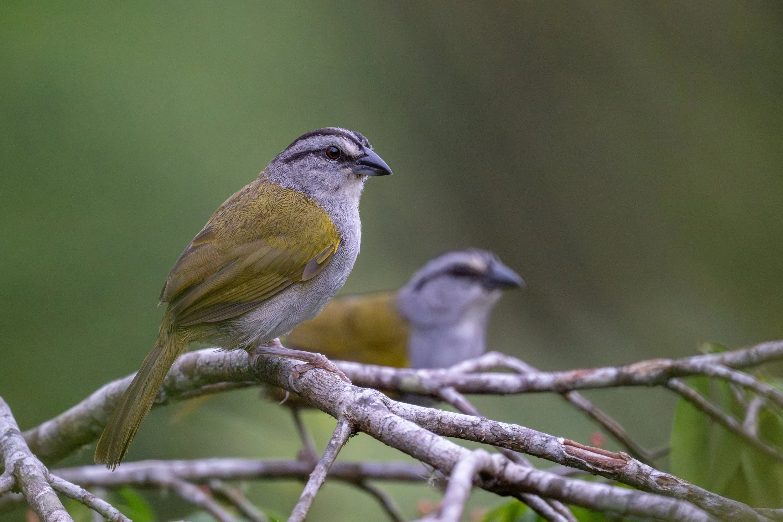 Black-striped Sparrow (Arremonops conirostris) - Villa Tica, San Jose, Costa Rica - Digital