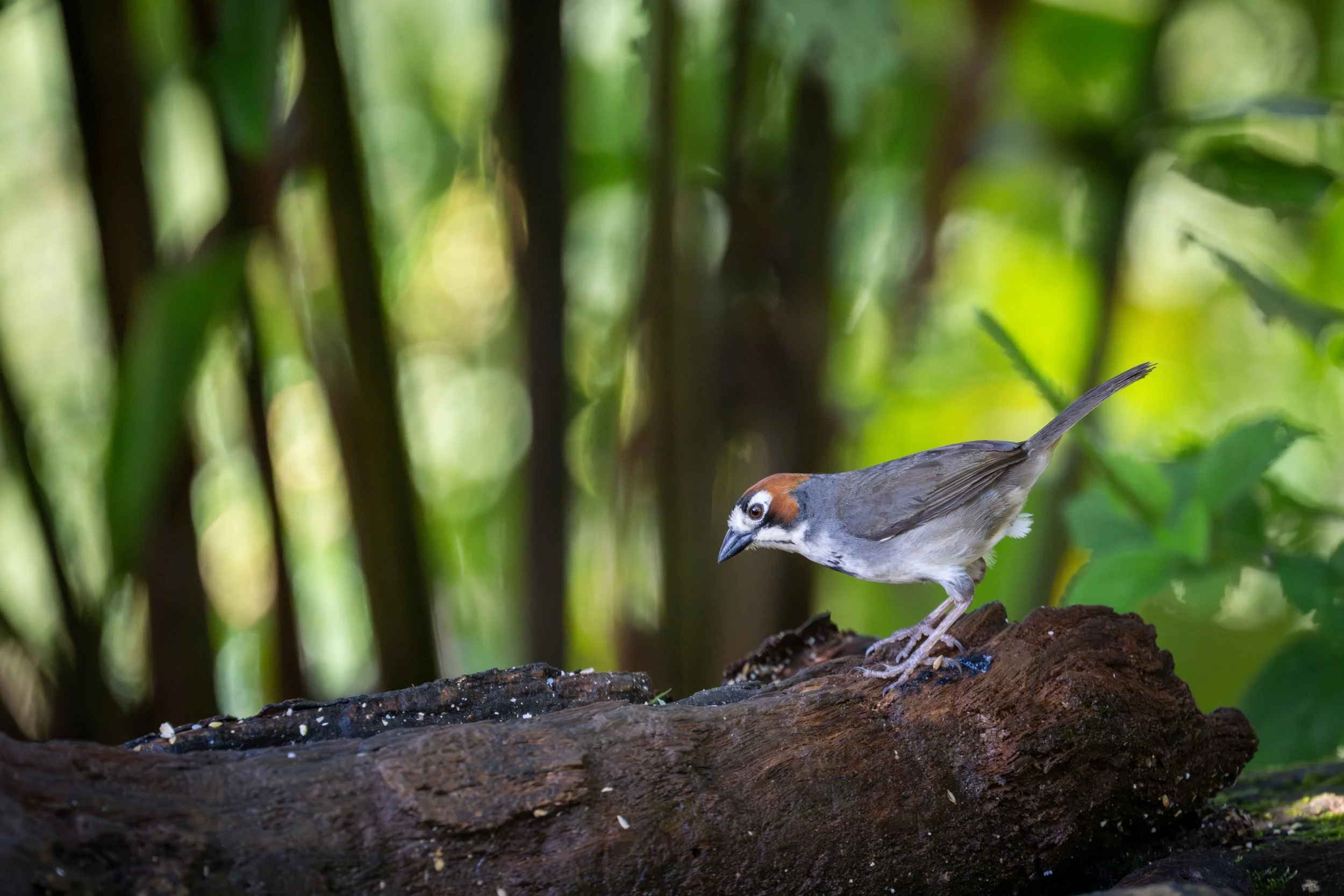 Cabanis's Ground-Sparrow (Melozone cabanisi) - Tranki Garden, Cartago, Costa Rica - Digital