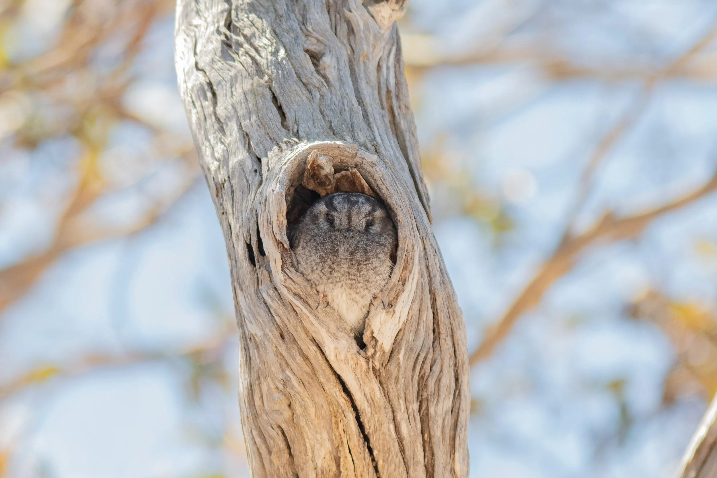 Australian Owlet-nightjar, Stirling Range, Gnowangerup, Western Australia, Australia