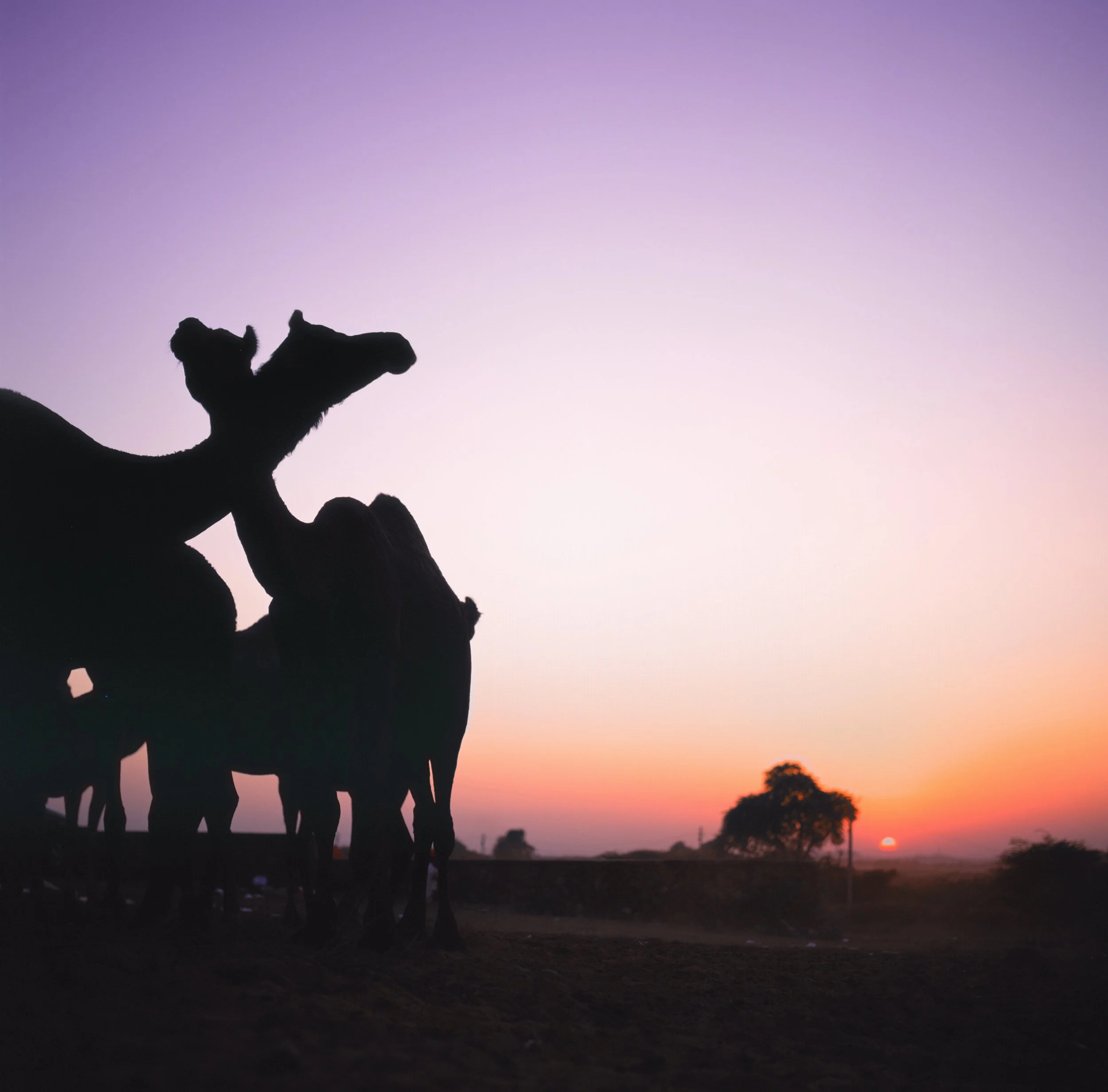 Pushkar Fair Sunset, Pushkar, Rajasthan, India