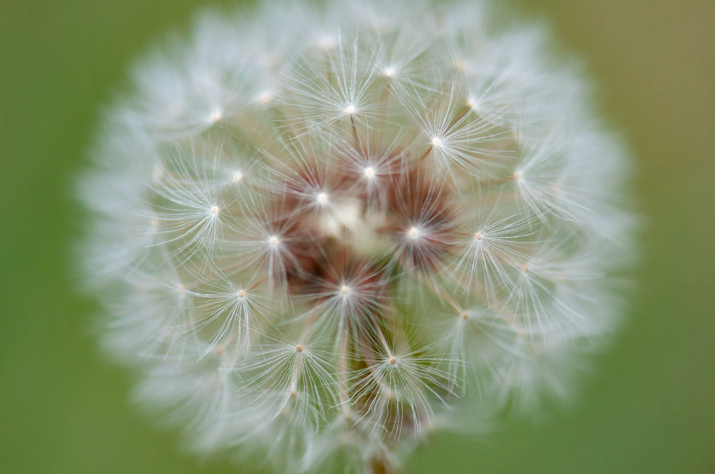 Common Dandelion (Taraxacum officinale) - Belle Isle State Park, Lancaster, Virginia - Digital