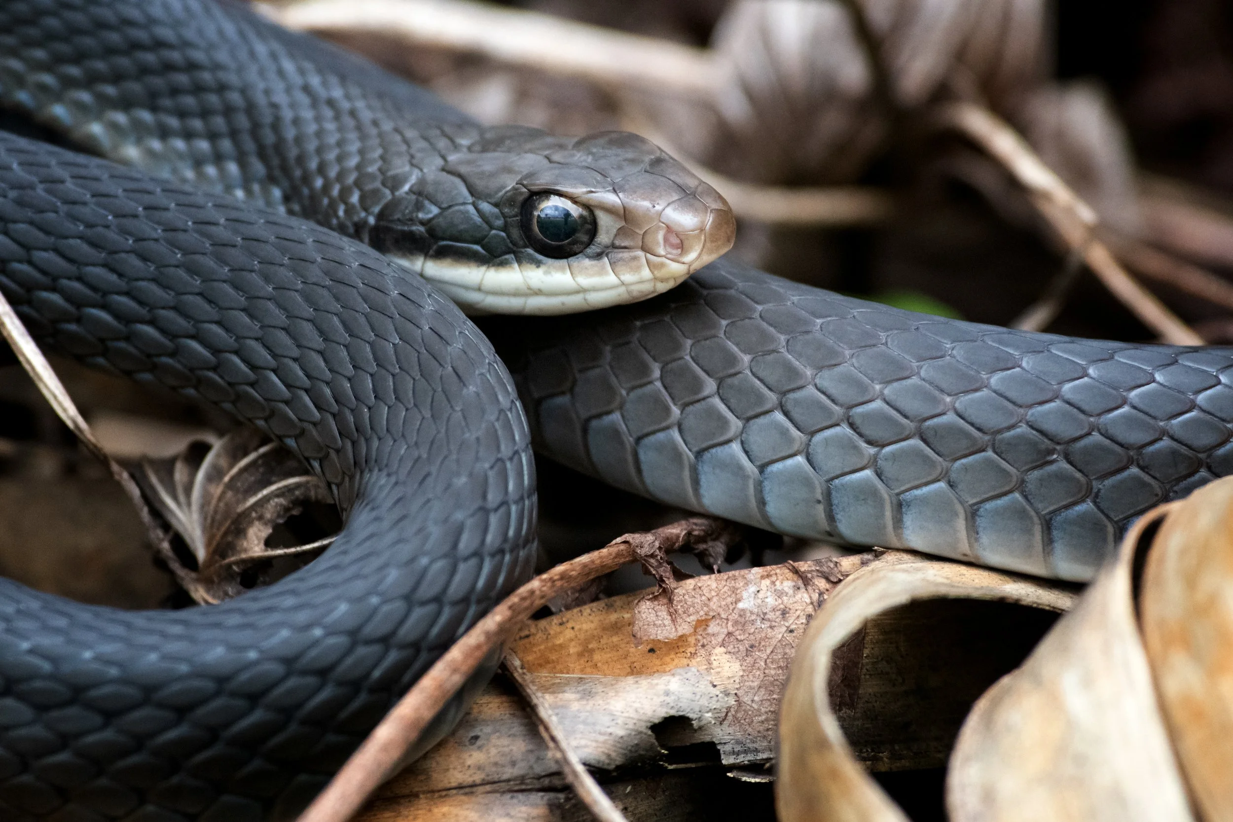 North American Racer, Everglades