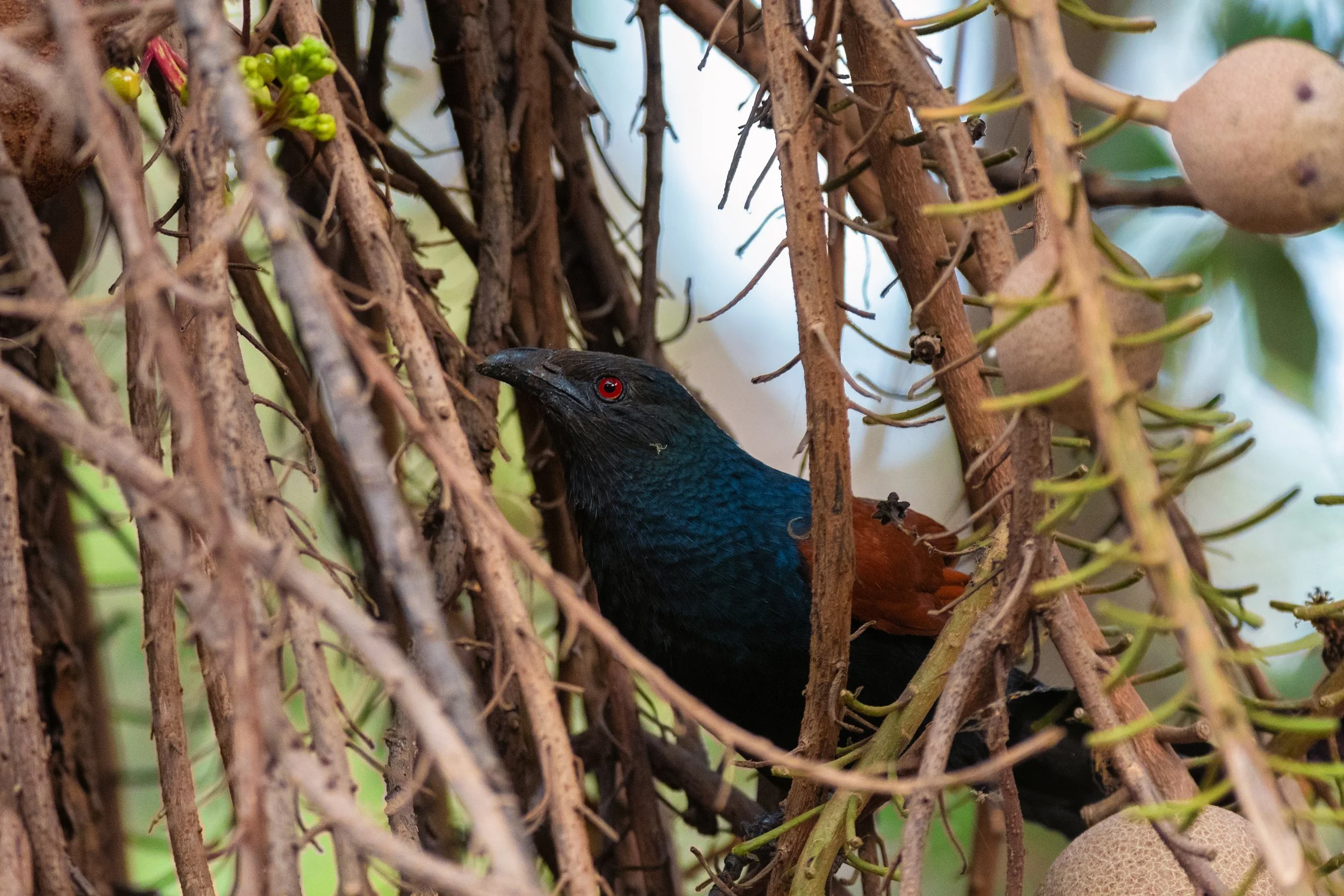 Greater Coucal, IIT, Mumbai, Maharashtra, India
