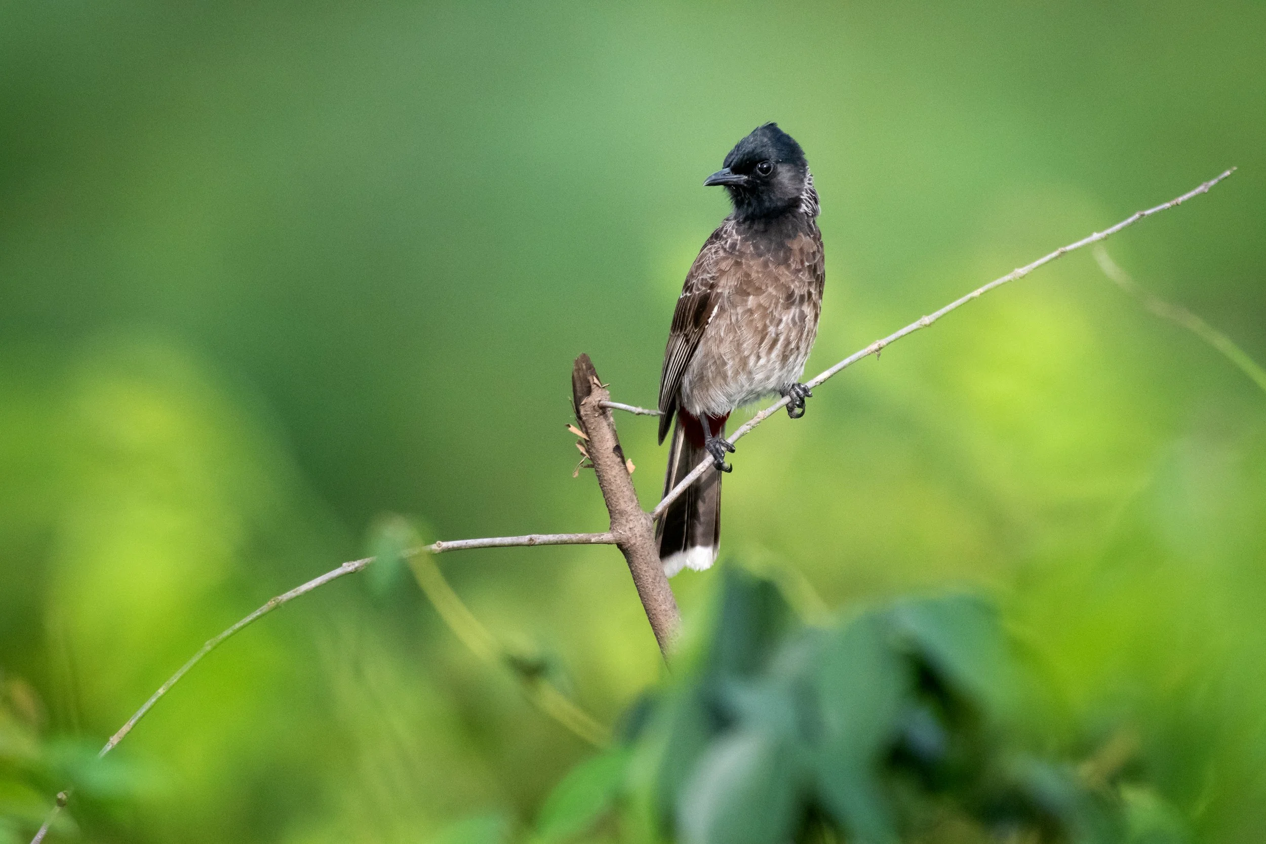 Red-vented Bulbul, Bhandup, Mumbai, Maharashtra, India