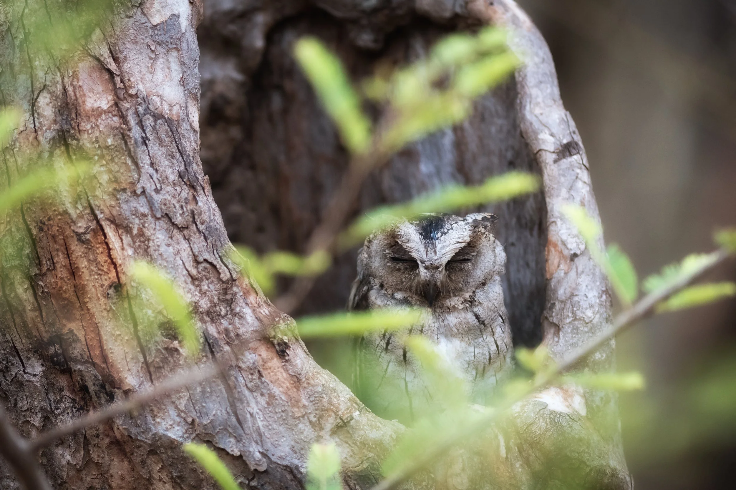 Indian Scops-Owl, Tadoba, Chandrapur, Maharashtra, India
