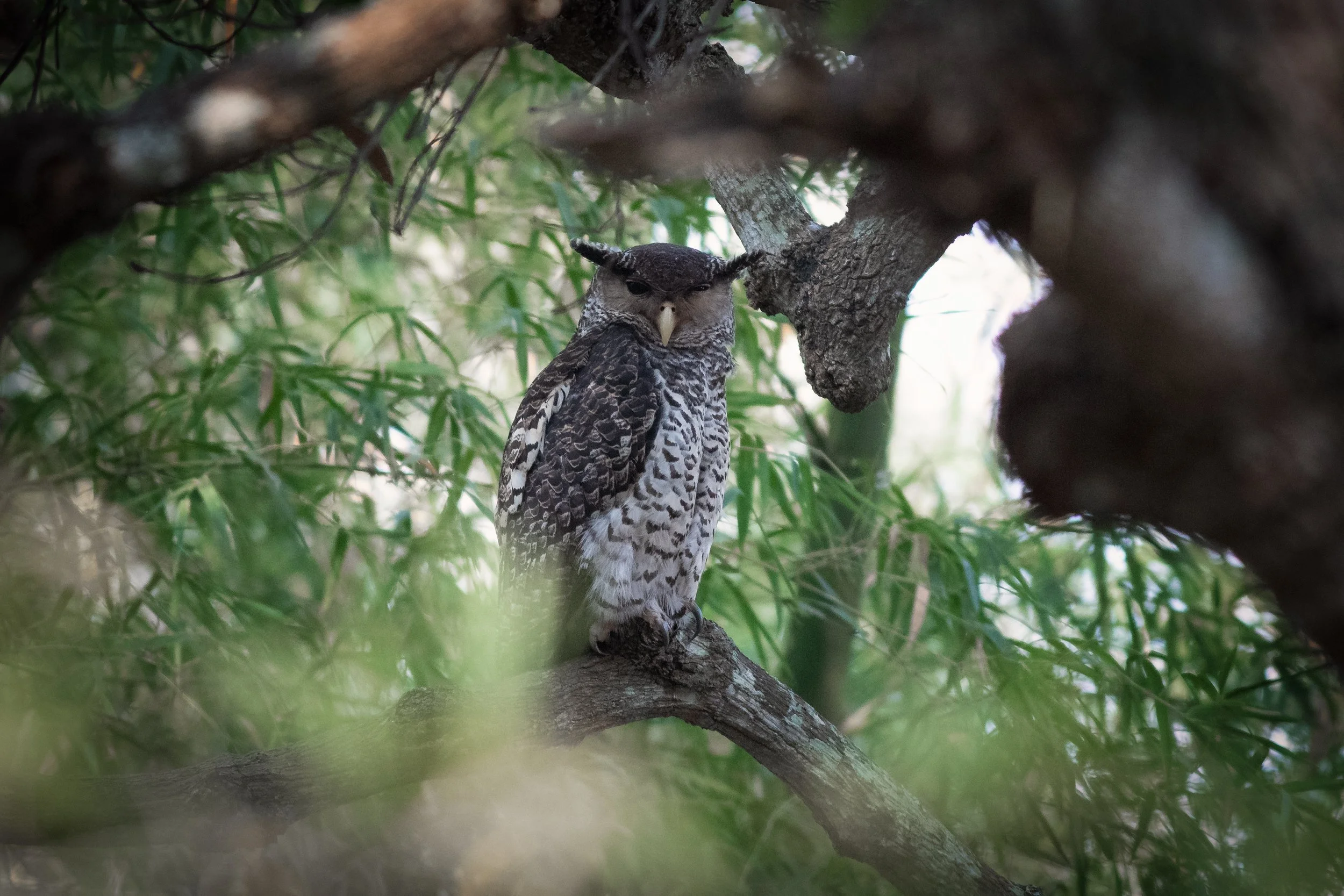 Spot-bellied Eagle-Owl, Udhagamandalam, The Nilgiris, Tamil Nadu, India