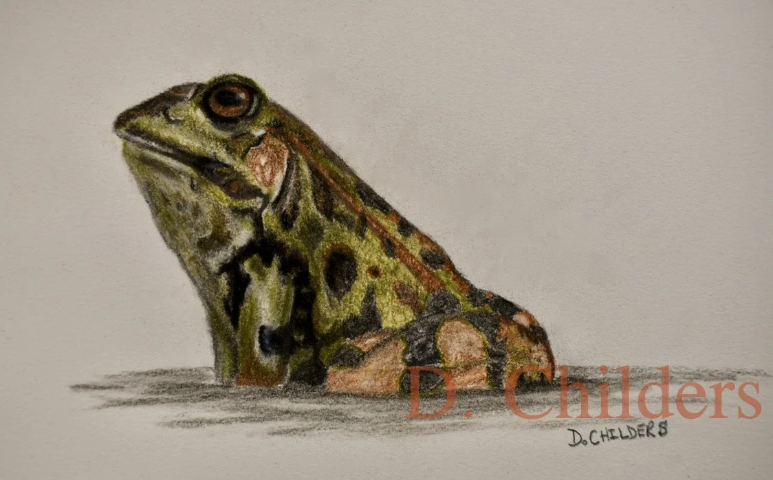 Frog in the water    Colored Graphite    