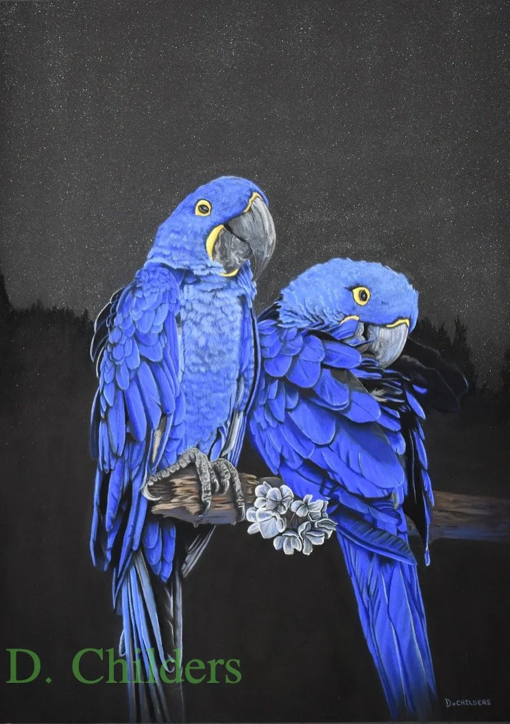 Blue Macaws At Midnight      Pastel         