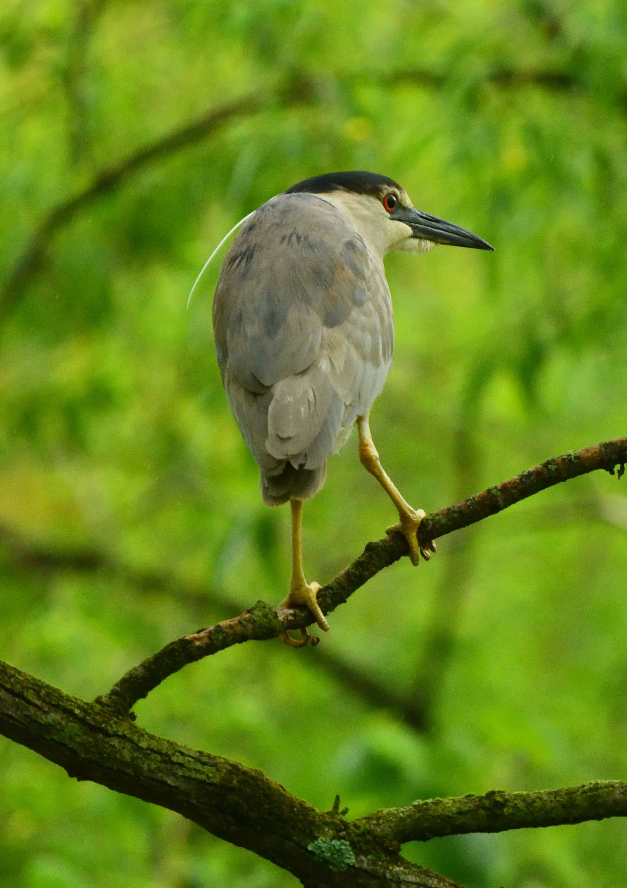 Heron & NFT mints