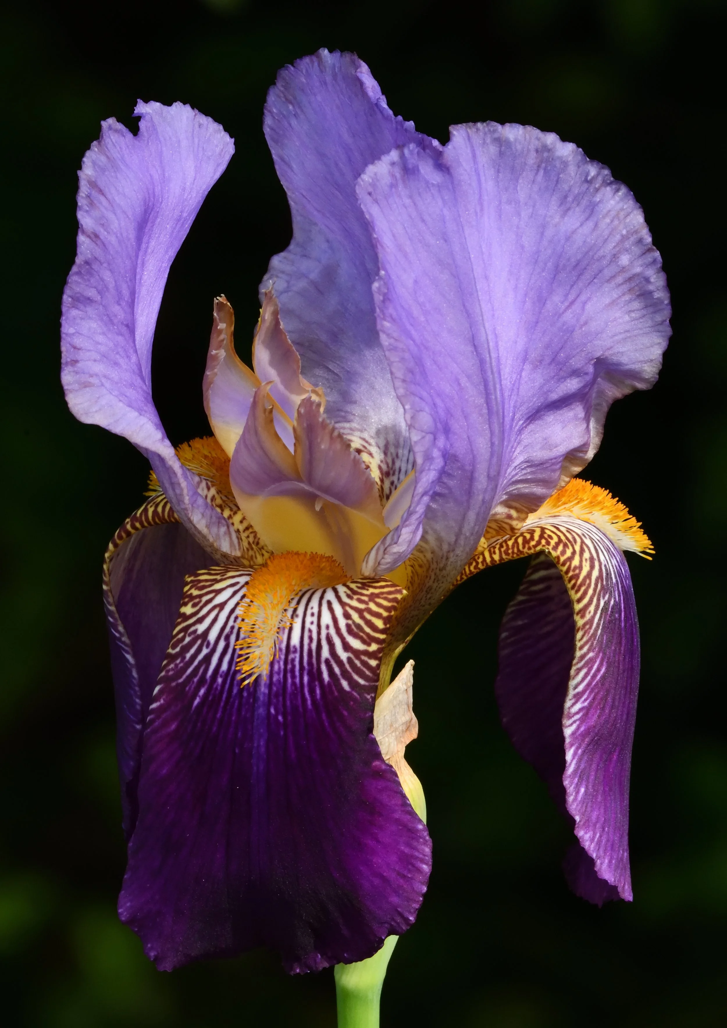 Iris Prints & NFT Mints