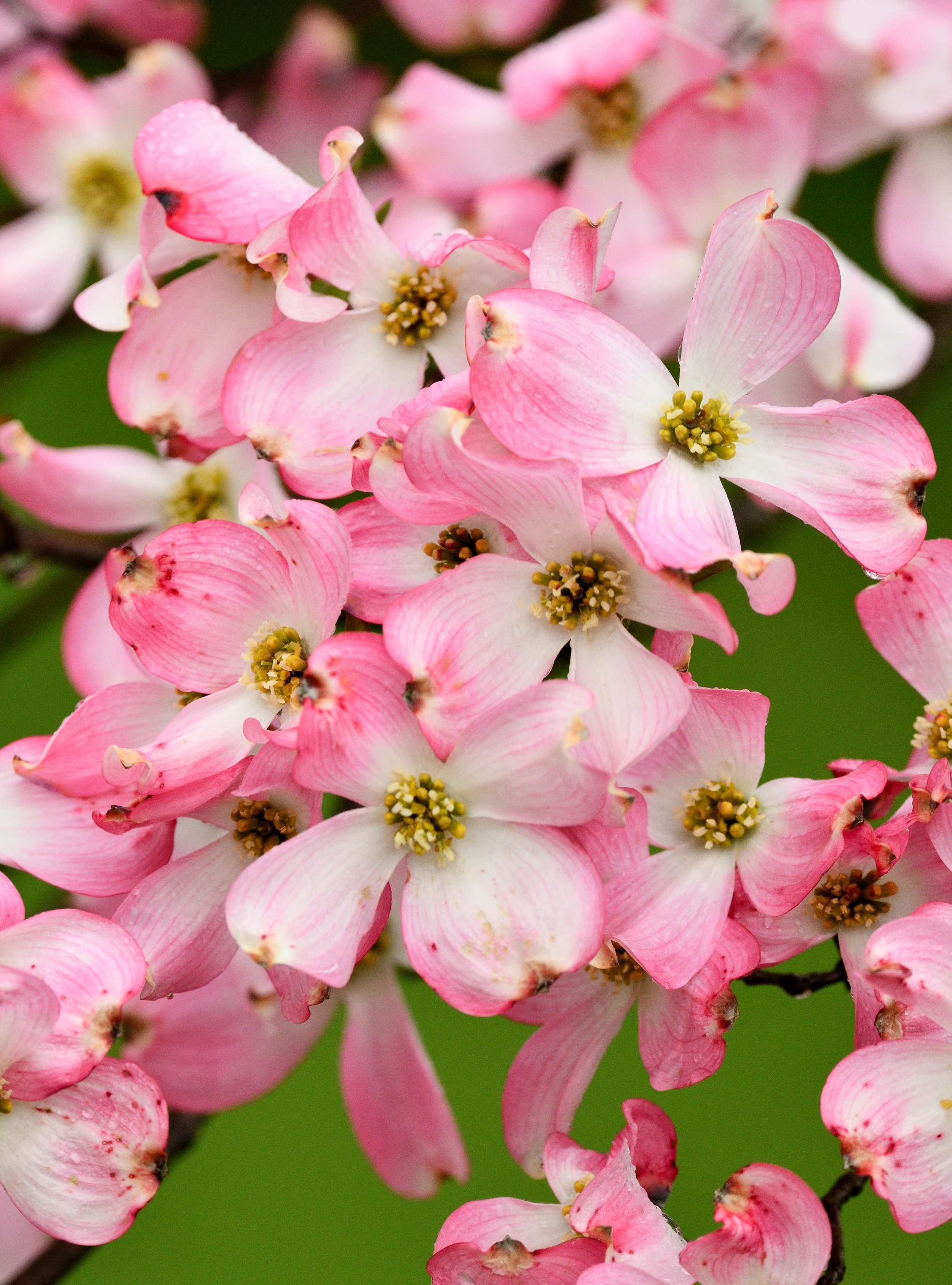 Dogwood Prints & NFT Mints