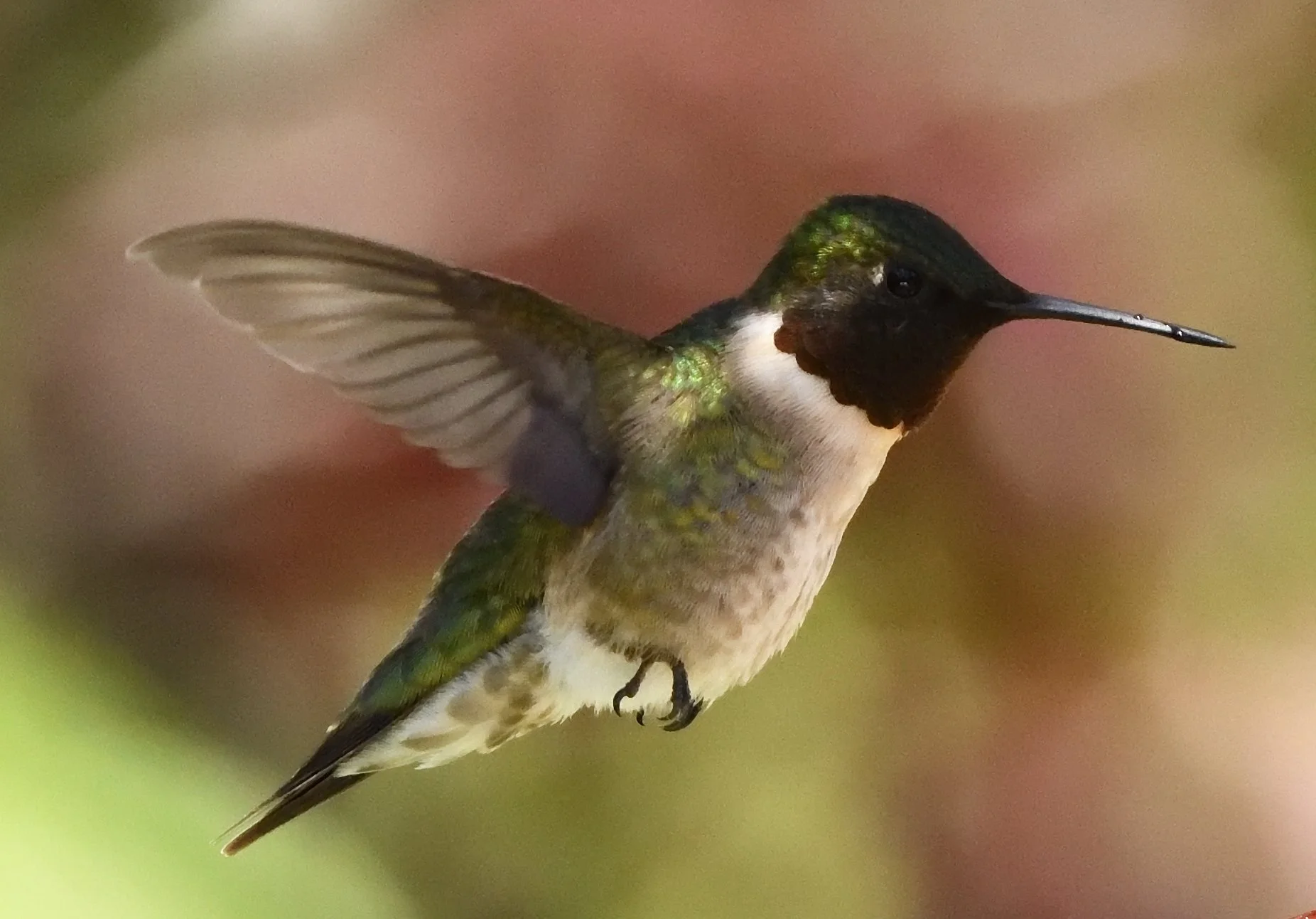 Ruby Throated Hummingbird & NFT mints