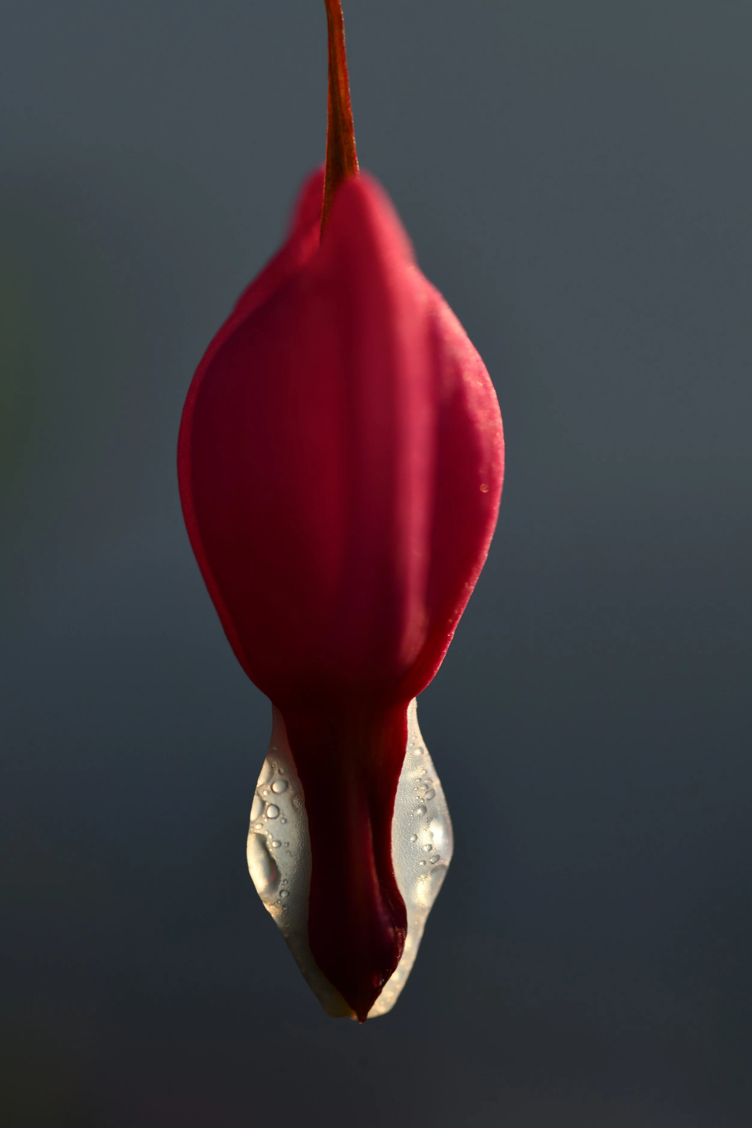 Bleeding Hearts Prints & NFT Mints