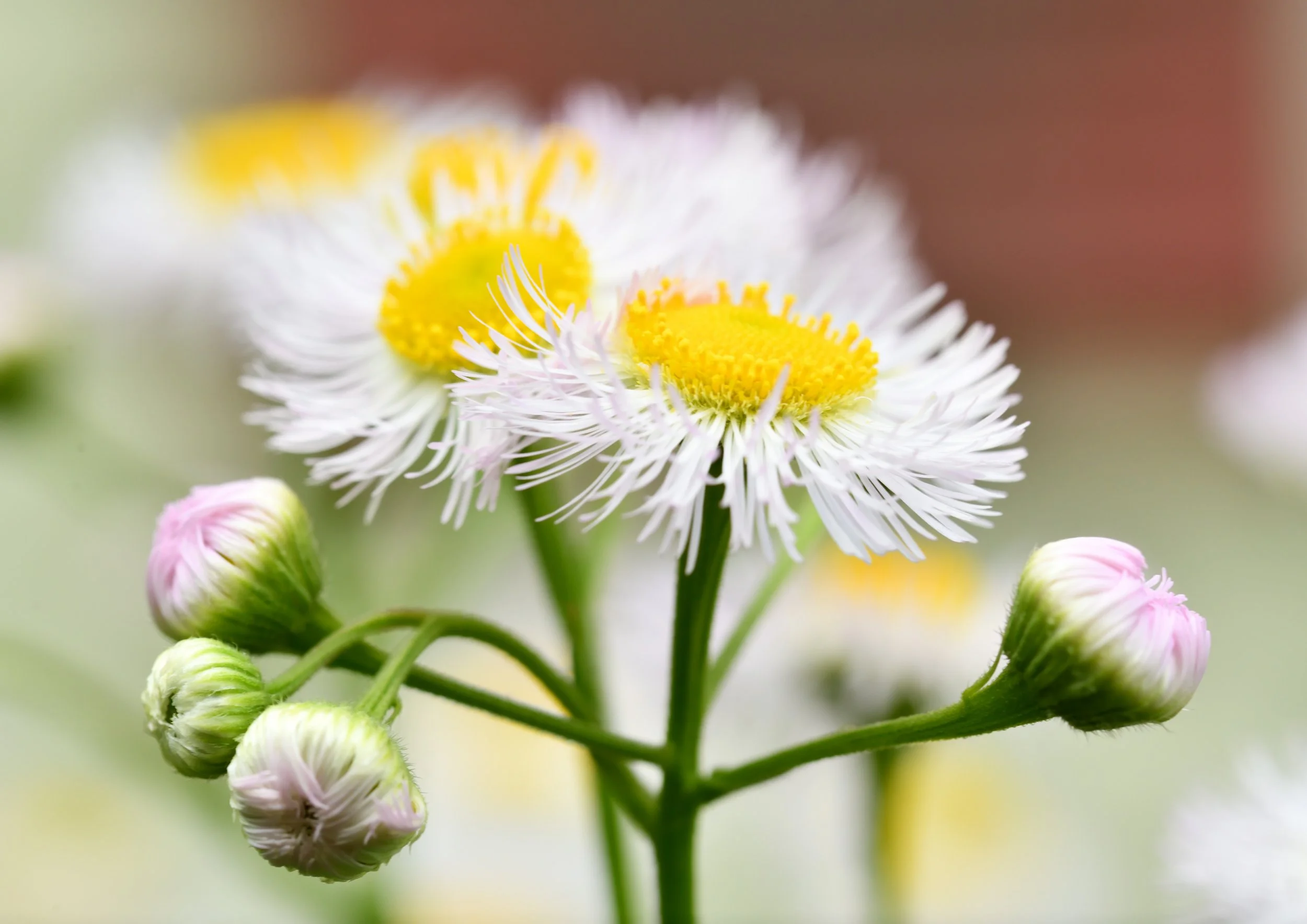Daisy Fleabane Prints and NFT Mints