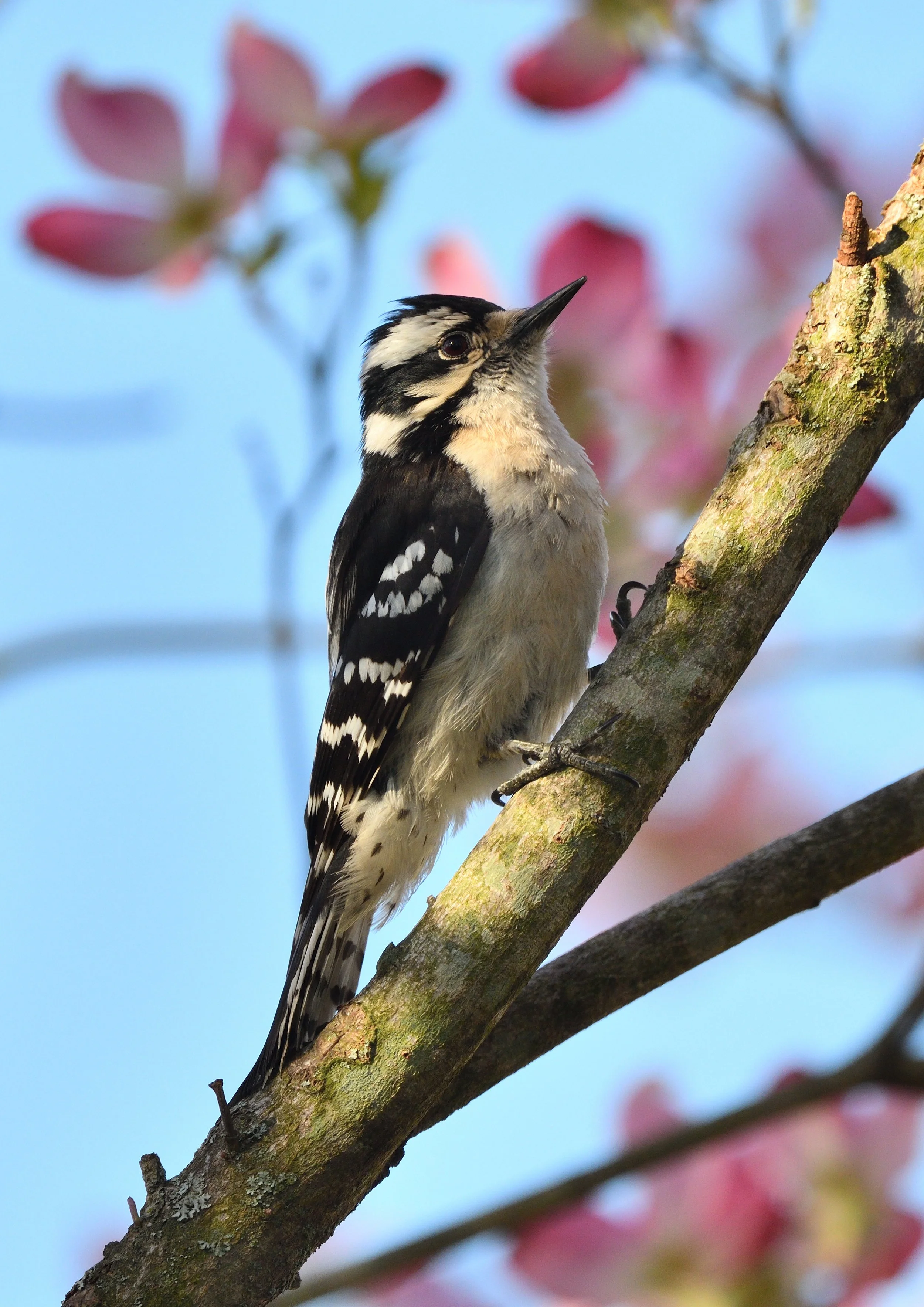 Woodpecker & NFT Mints