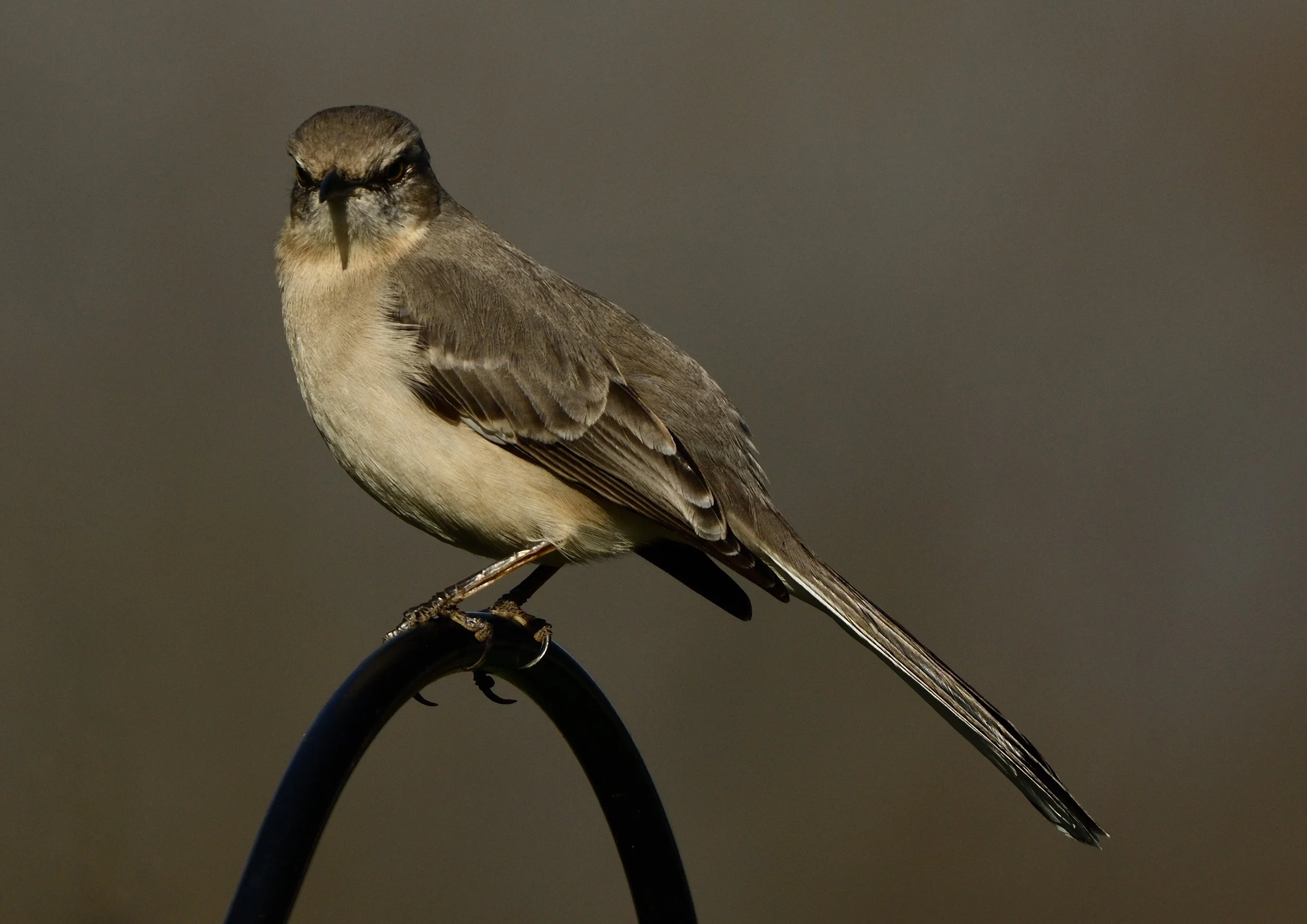 Northern Mockingbird & NFT Mints