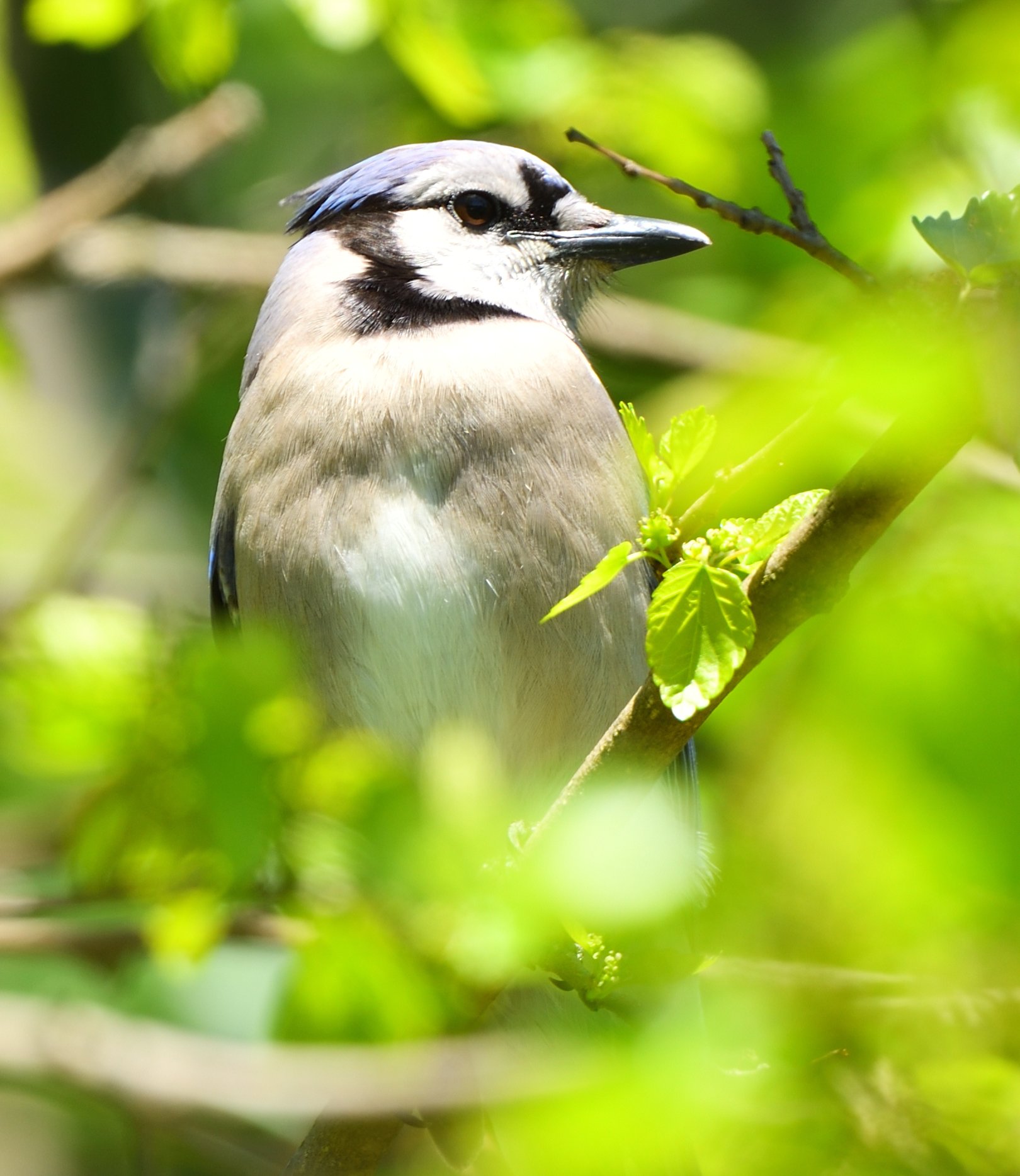 Blue Jay & NTF mints