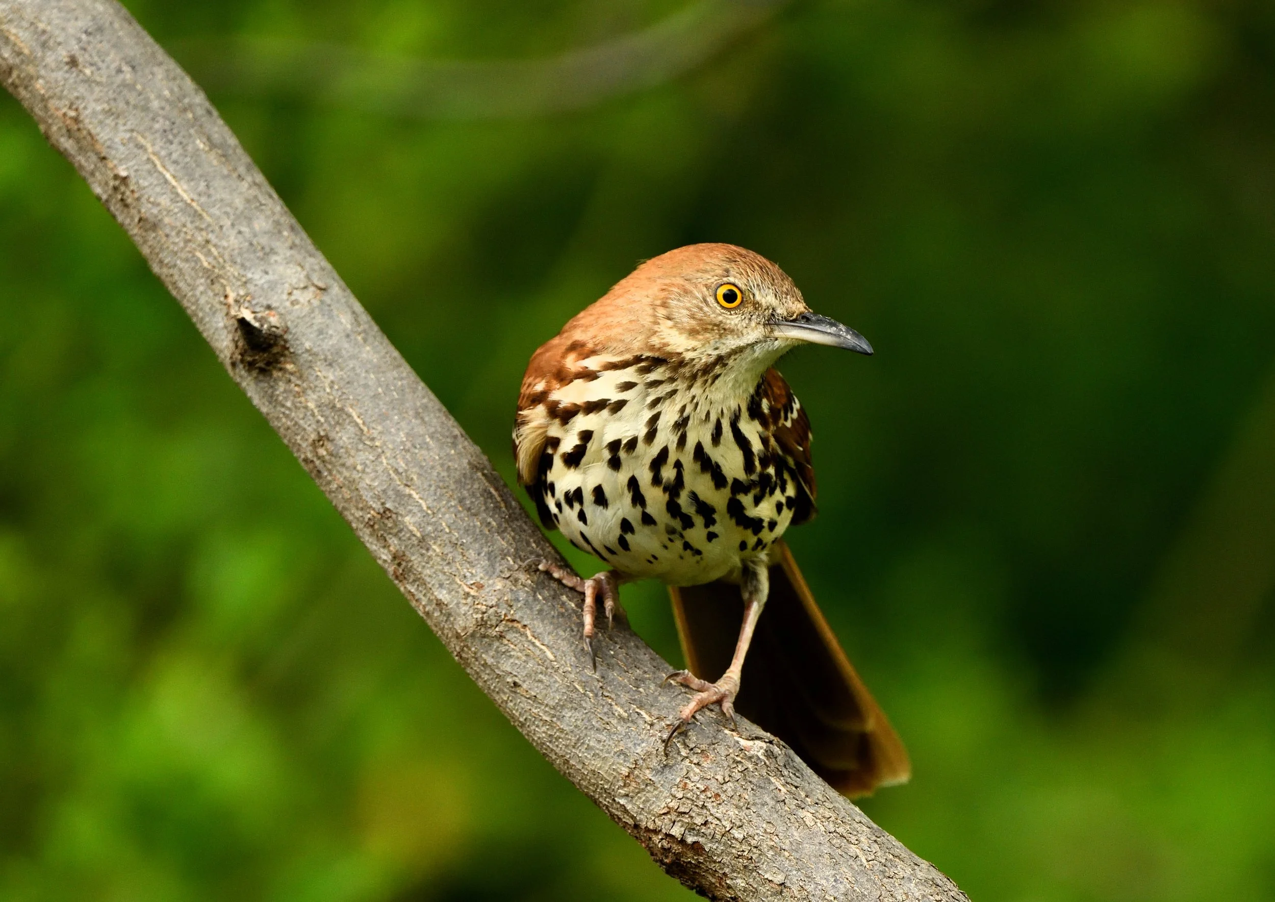 Brown Thrasher & NFT mints