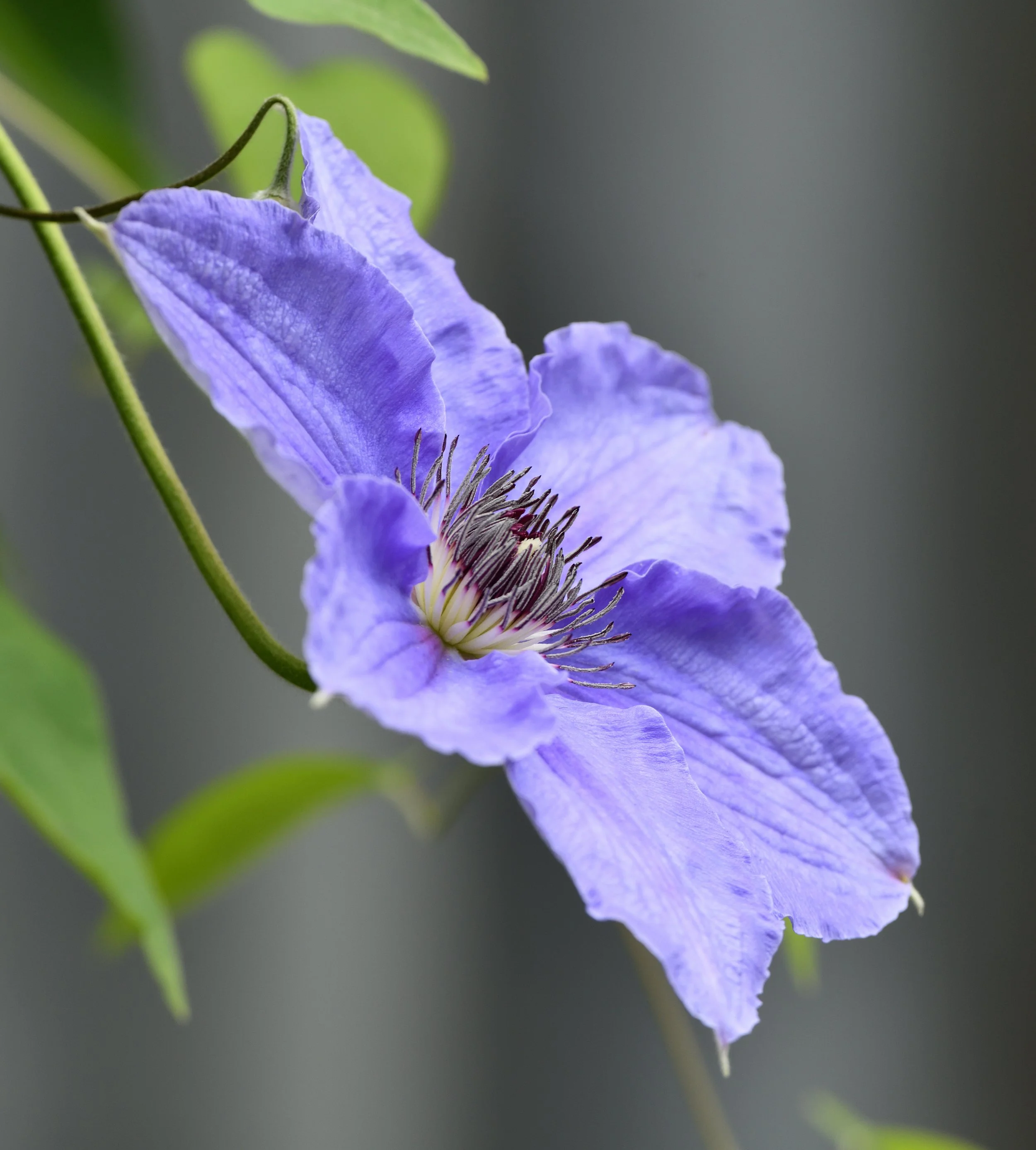 Clematis Prints & NFT Mints