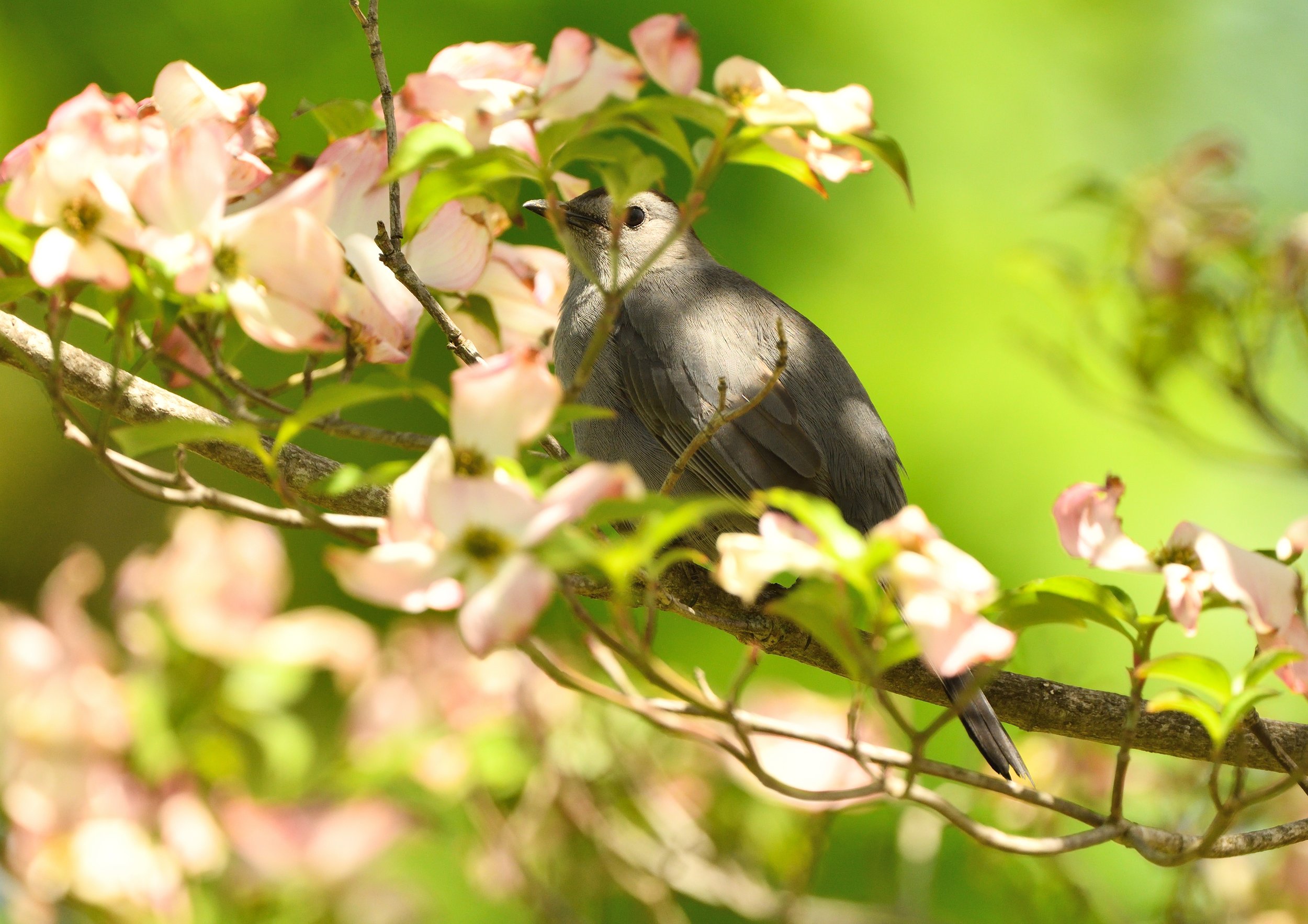 Grey Catbird & NFT Mints