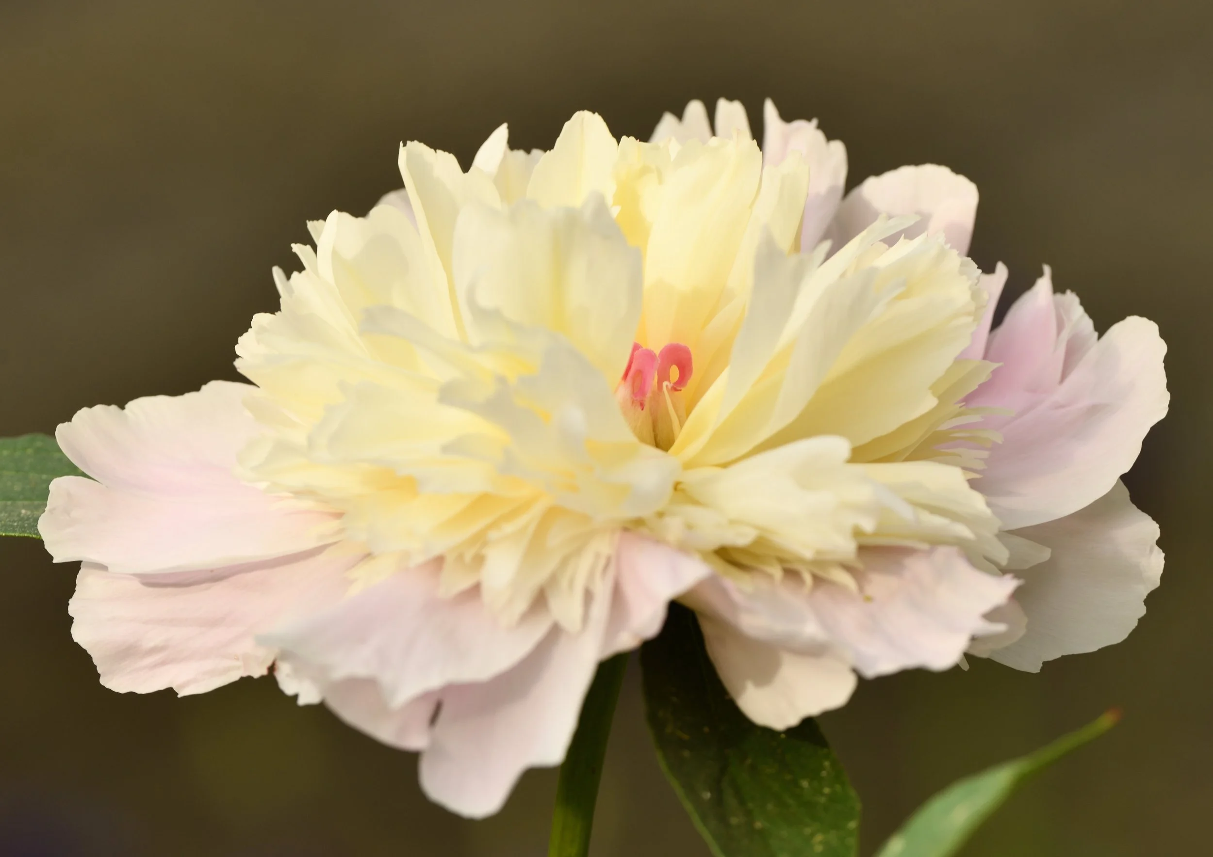 Peony Prints & NFT Mint