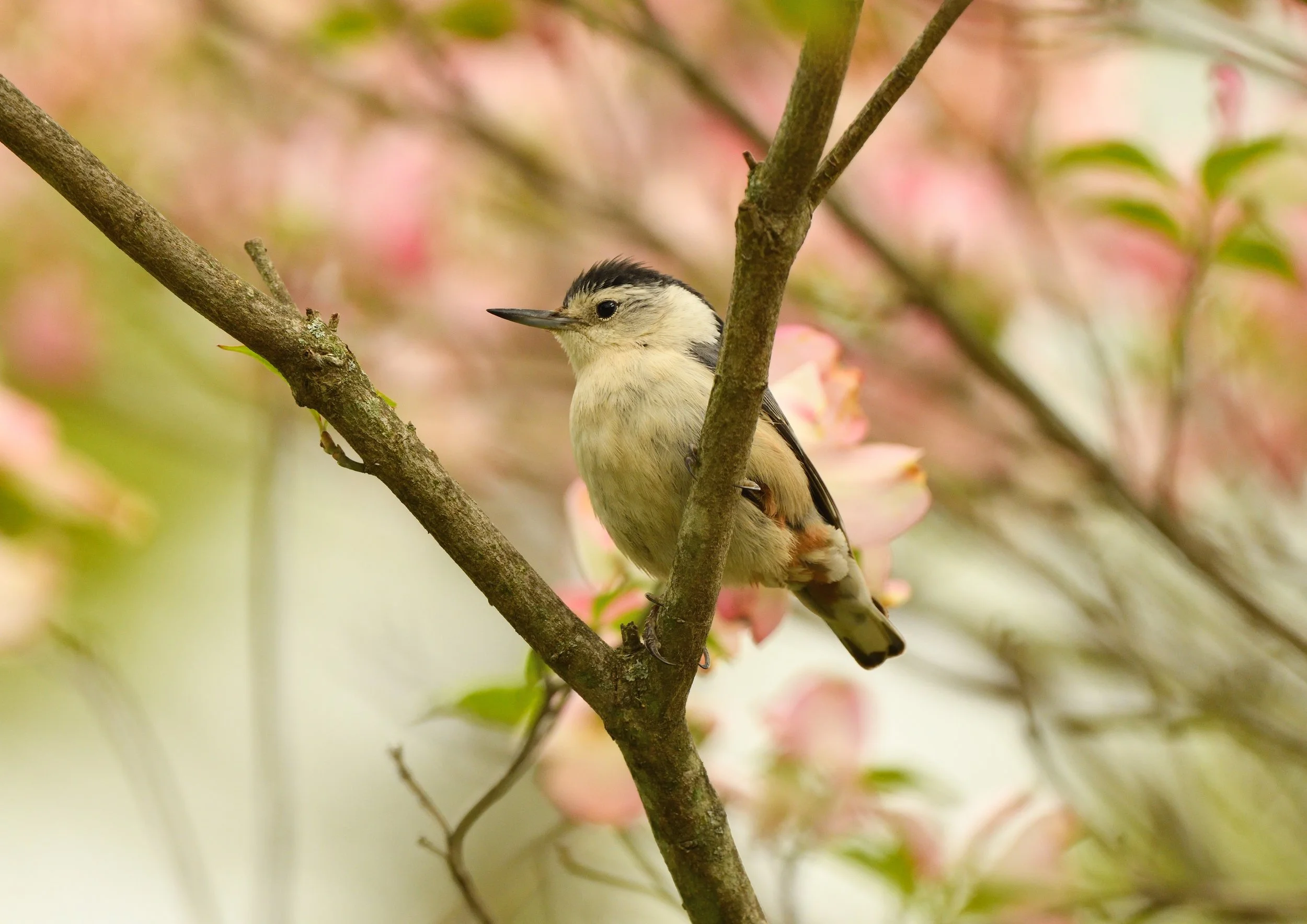 White Breasted Nut Hatcher & NFT Mints