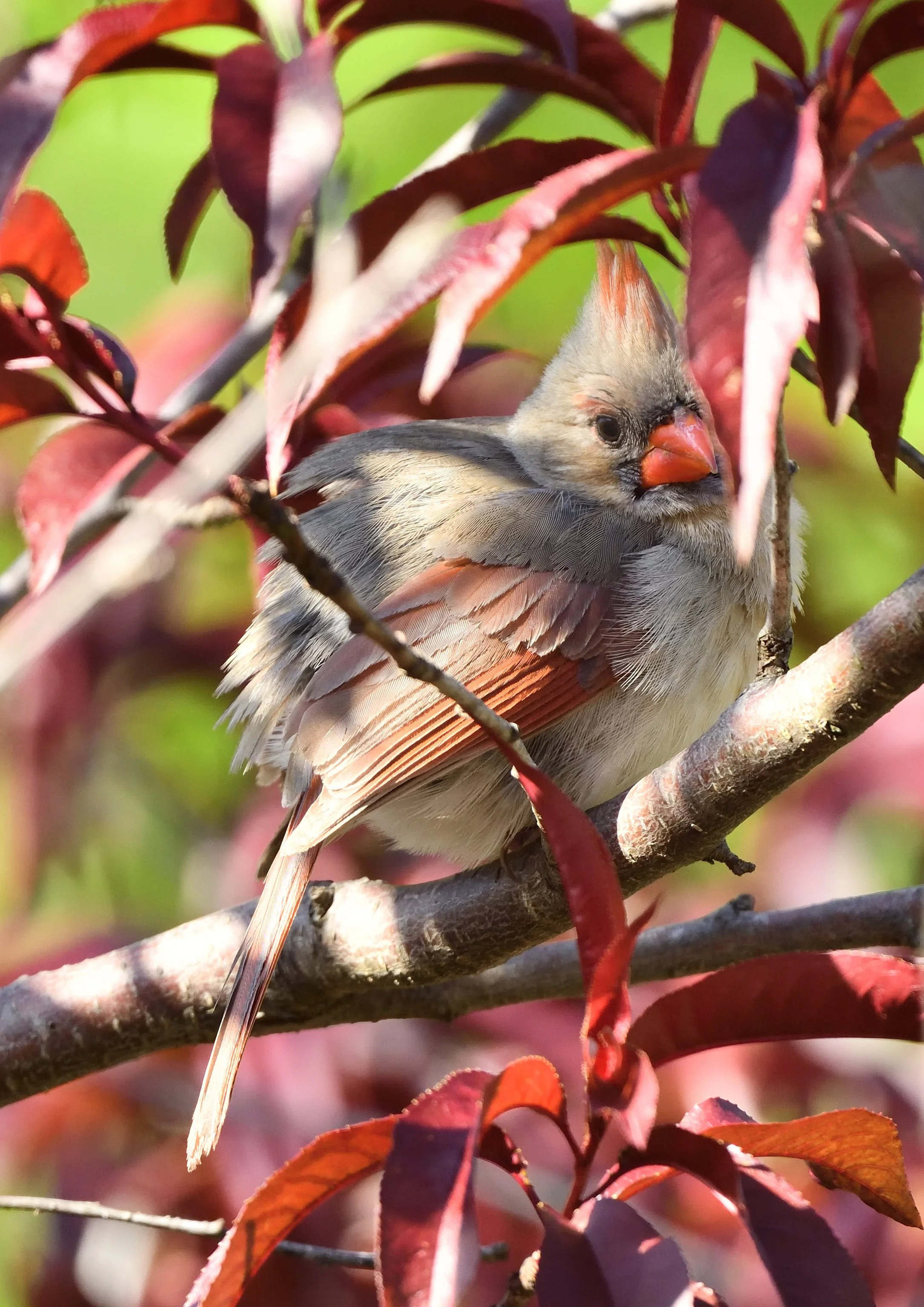 Cardinal Grosbeaks & NFT mints