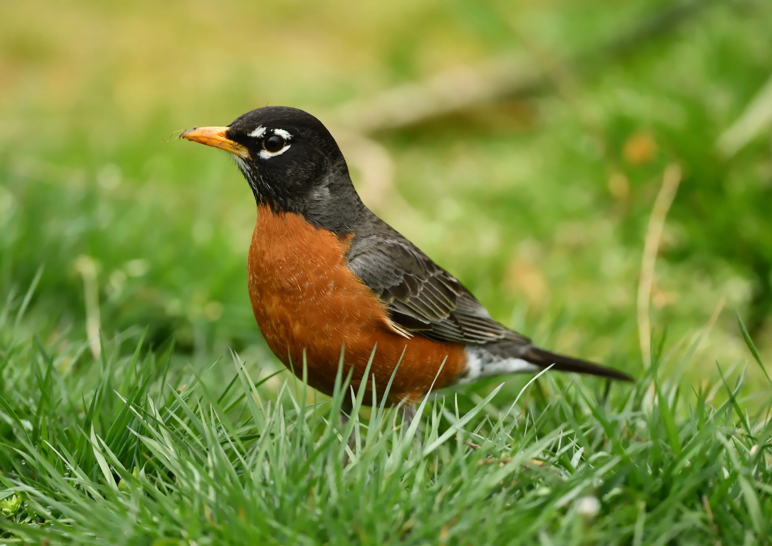 American Robin & NFT Mints