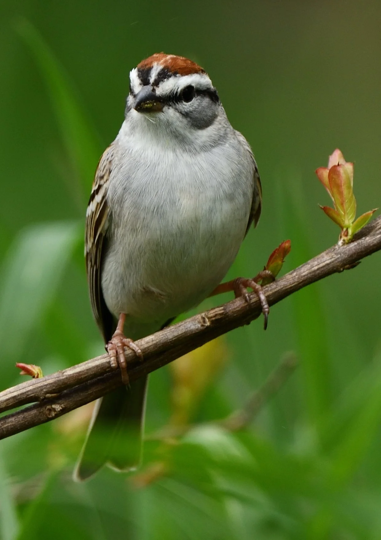 Sparrows & NFT Mints
