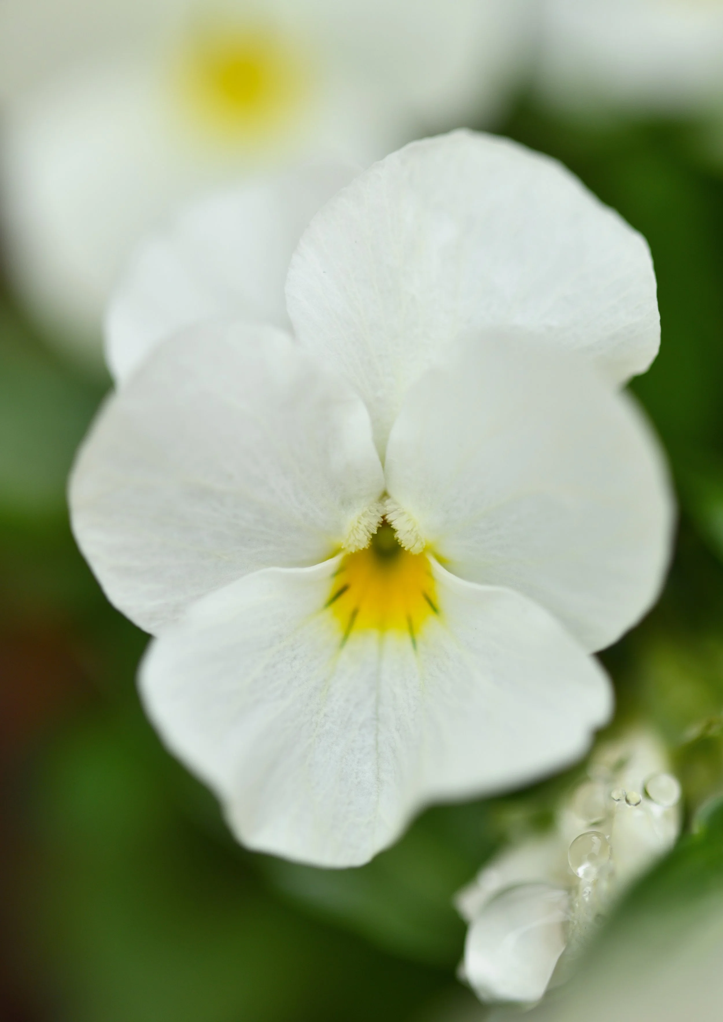 Pansy Prints & NFT Mints