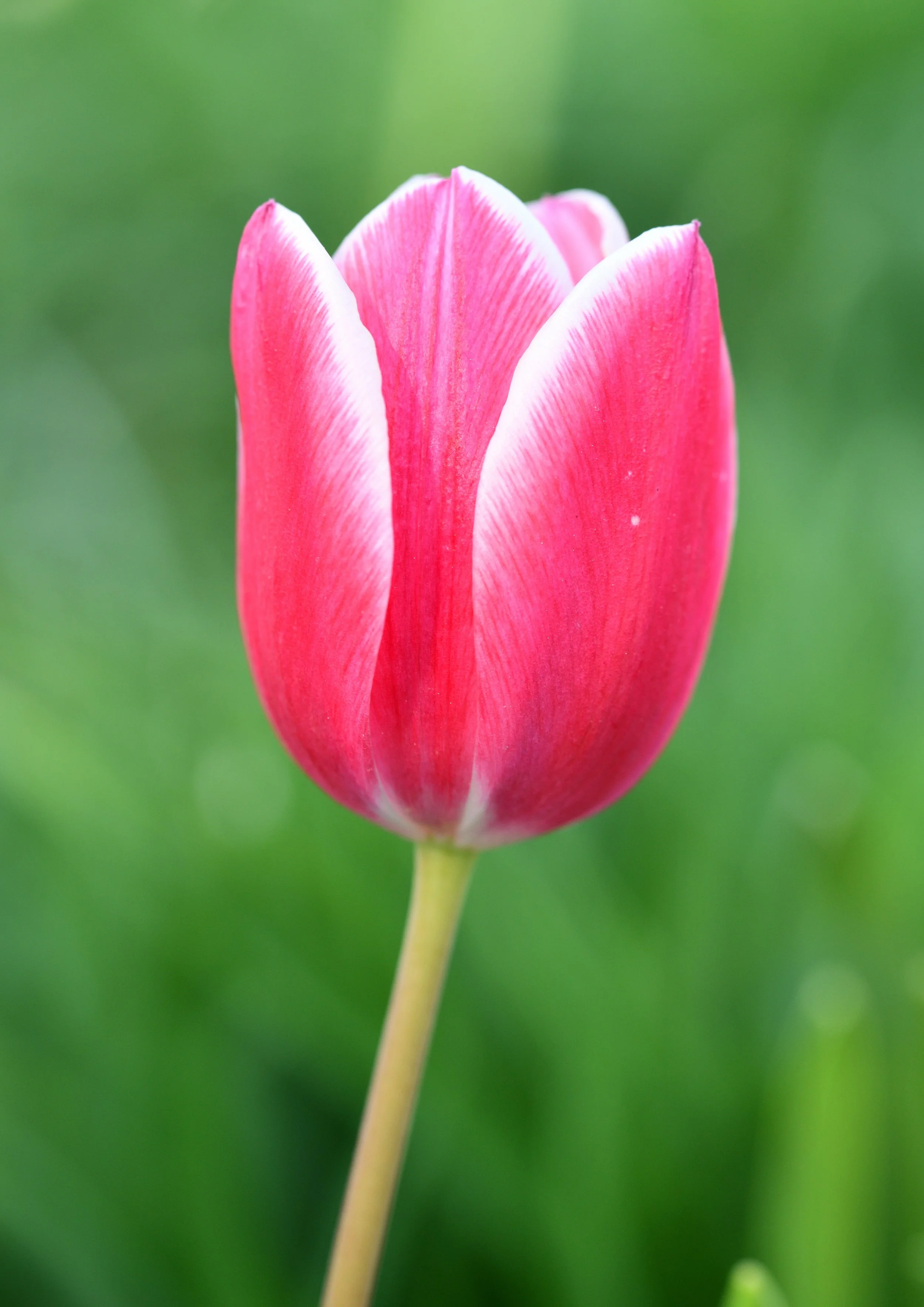 Tulip Print and NFT Mint