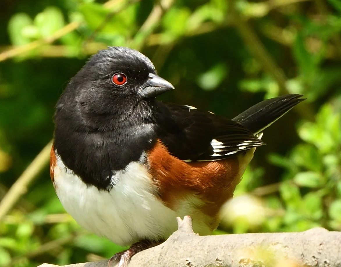 Eastern Towhee & NFT Mints