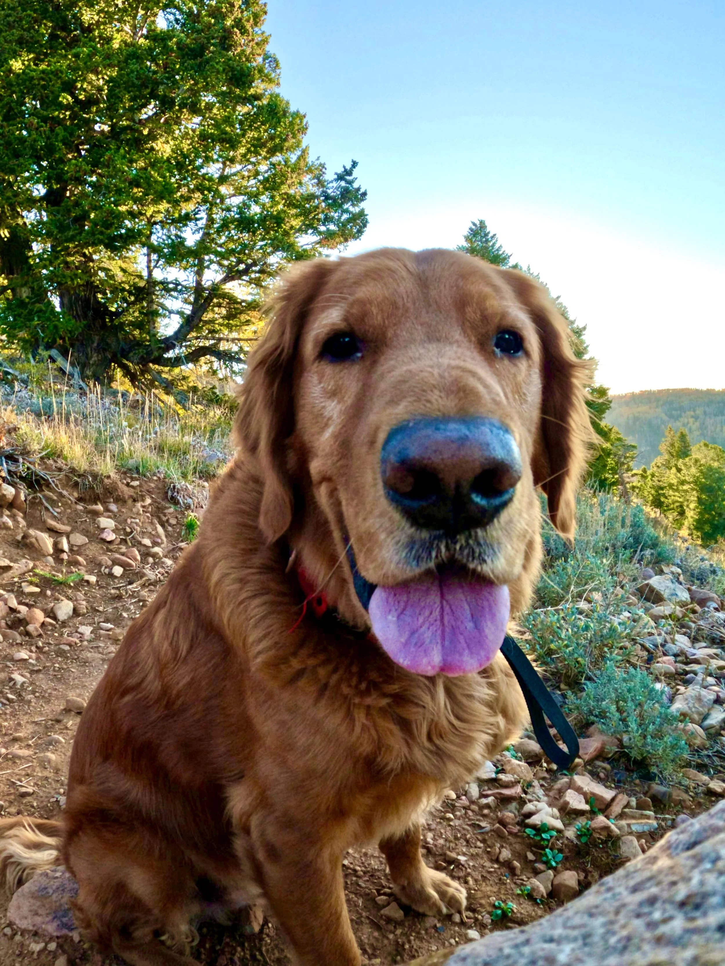 Golden is our fav season. 💛😍

#getoutside #morningrun #bestdogever #trailrunning #run