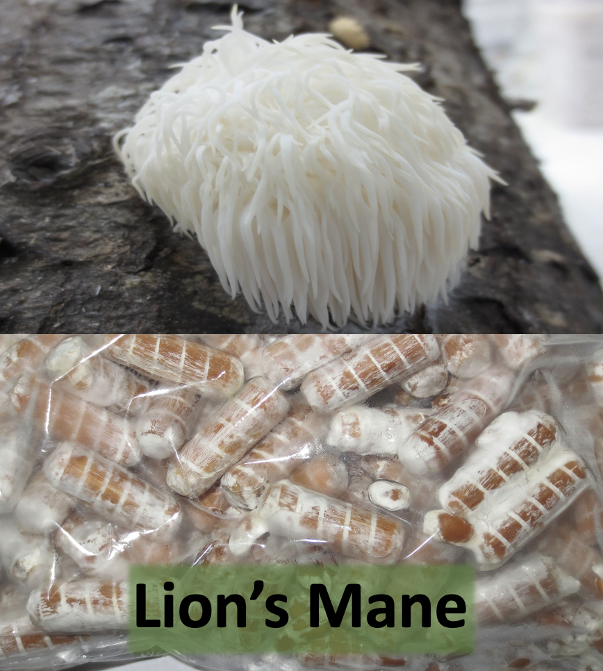 Lion's Mane Plug Spawn