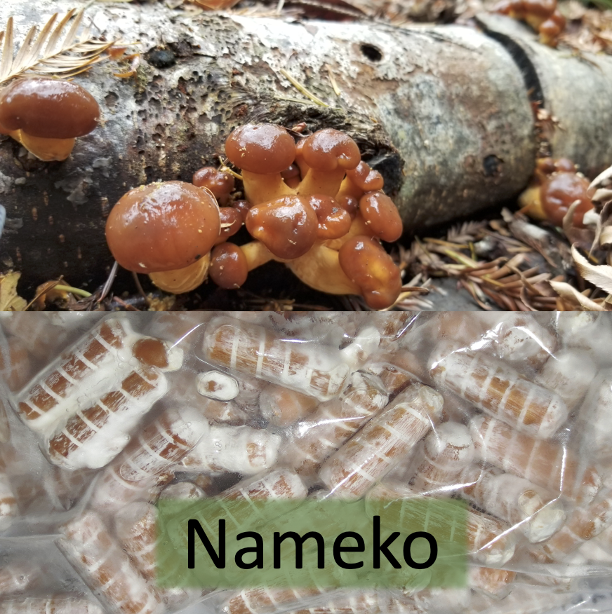 Nameko Plug Spawn