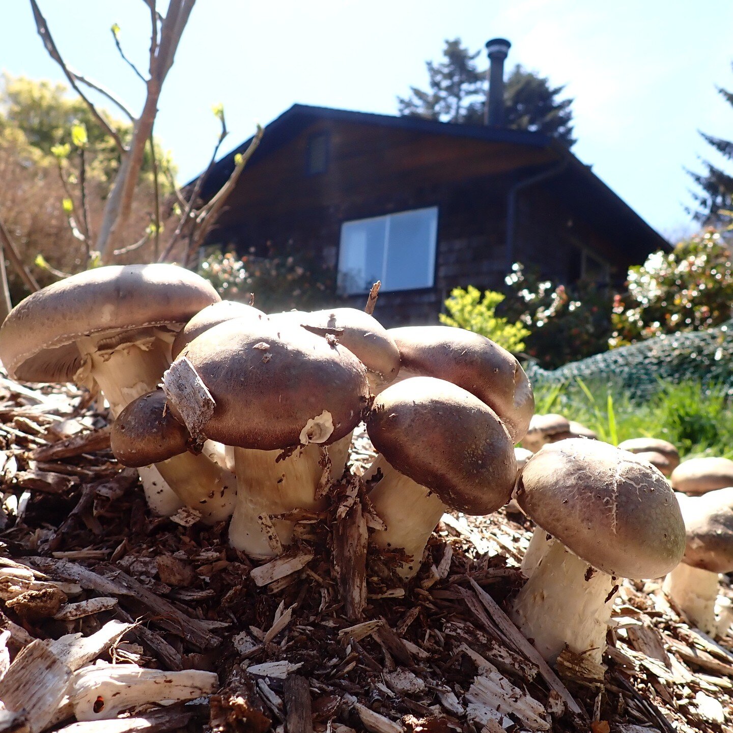 A happy customer just sent us photos of a Garden Giant patch I helped them put in last summer. I know what he's having for dinner 😉 #gardengiants #winecaps #strophariarugosoannulata #goodeating #mckinleyvillecalifornia #companionplanting