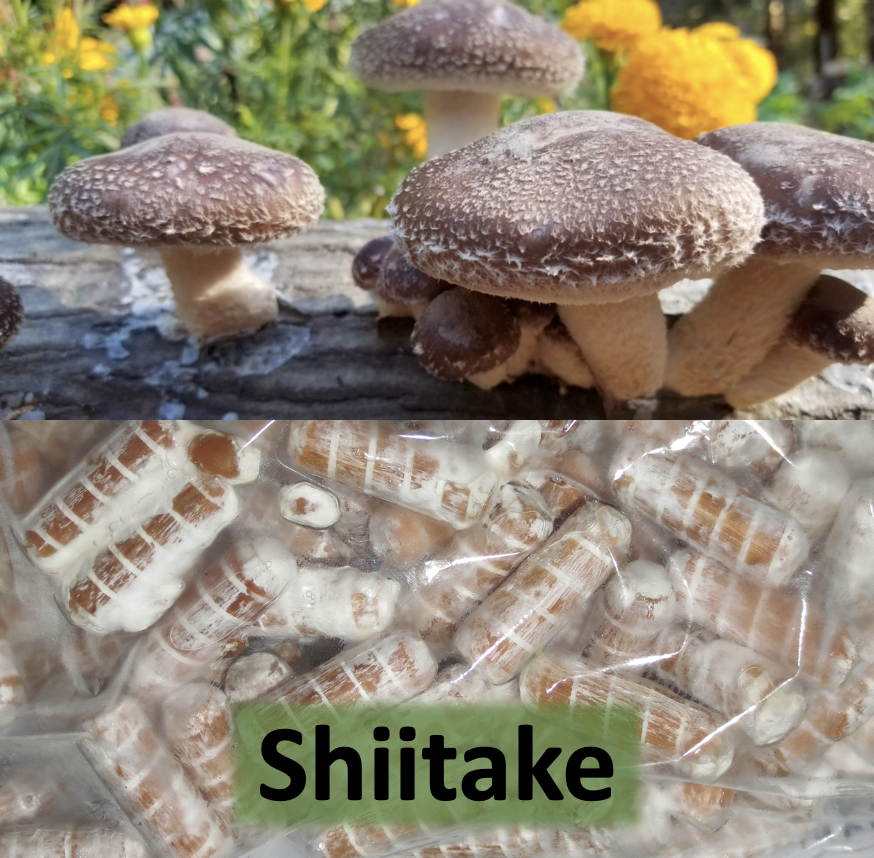Shiitake Plug Spawn